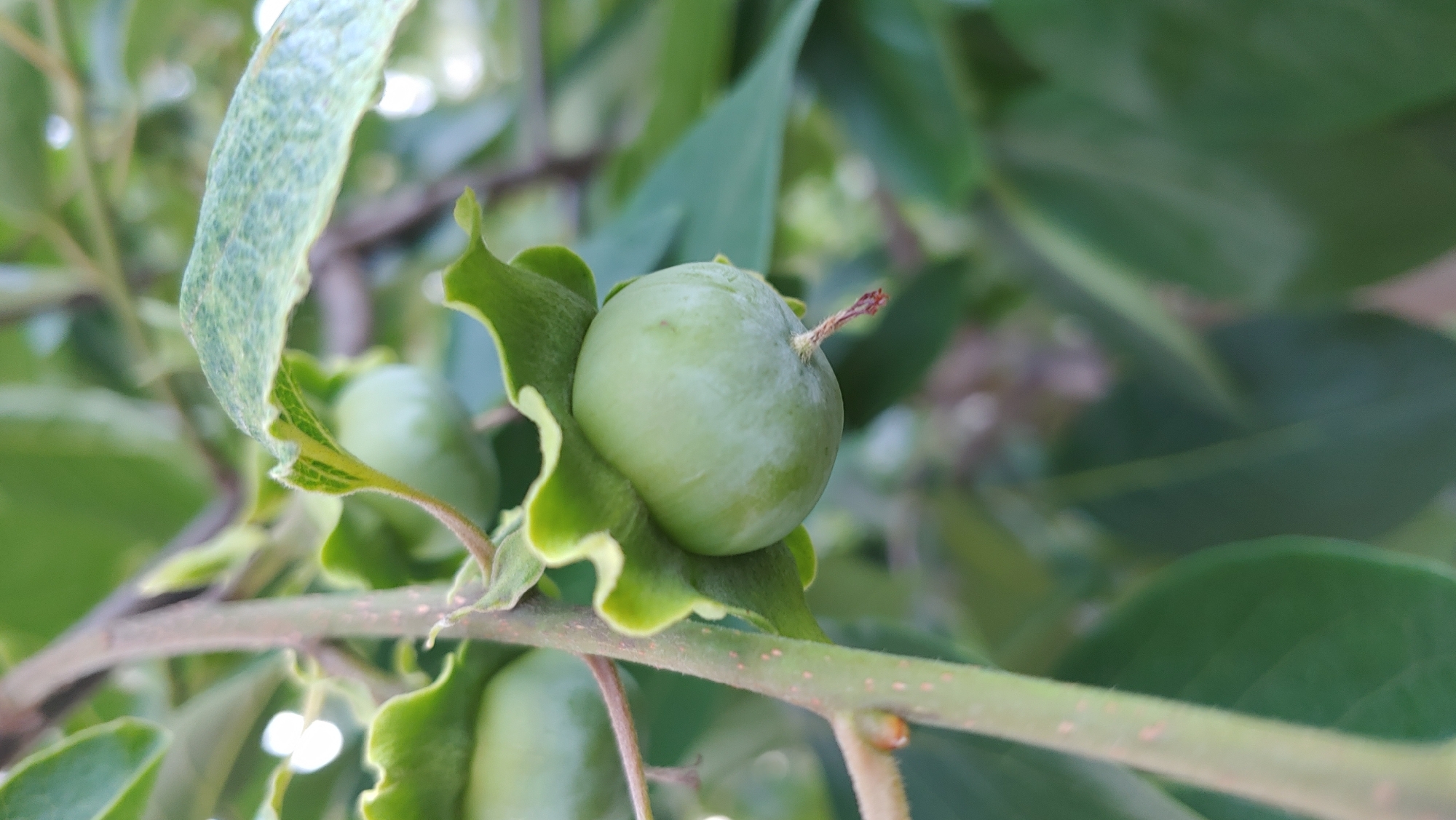 An unripe, green persimmon fruit hangs from a branch, surrounded by lush green foliage. The fruit is round and smooth, with a small stem protruding from its base. The branch it is attached to is rough and brown, with small buds visible along its length. The background is a blur of green leaves and branches, suggesting a natural outdoor setting. The image appears to have been taken in Mukachevo, Ukraine, where persimmon trees are common.