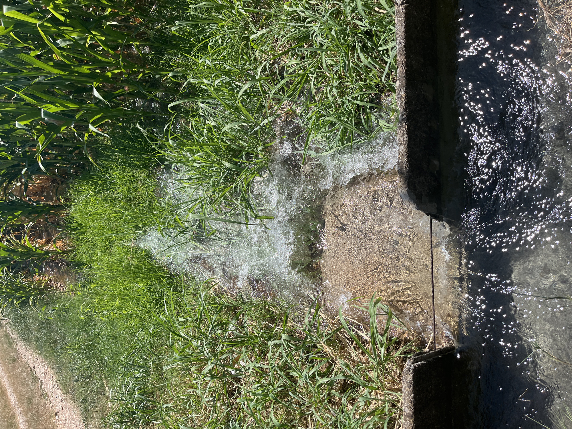 A close-up, overhead view captures irrigation water flowing through a concrete channel amidst tall green grass and corn stalks. The water, illuminated by sunlight, creates a turbulent cascade over a submerged stone structure, before collecting in a darker, more placid channel below. The scene is set outdoors, likely in a rural area given the presence of agricultural crops and the open sky implied by the lighting. The image is devoid of any human presence or activity. It is impossible to definitively determine the precise location within Castiglione delle Stiviere, Italy, from the visual information provided.