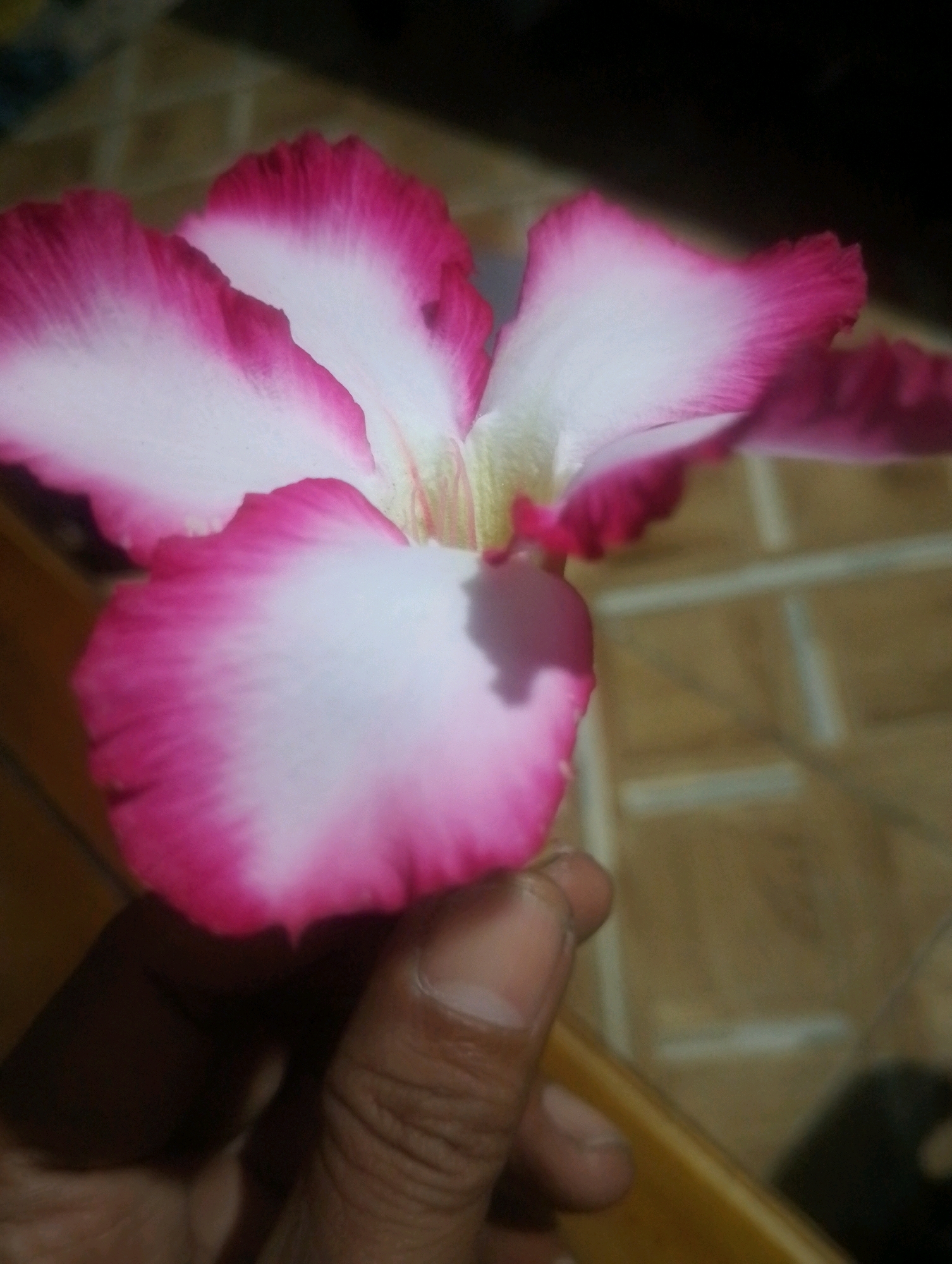 A close-up, vertical shot shows a person's hand holding a pink and white Adenium flower against a blurred background of tiled flooring. The flower's petals are white in the center, fading to a vibrant pink at the edges, with ruffled textures. The hand, with visible fingerprints and fingernails, is positioned to support the flower. The background appears to be an outdoor or semi-outdoor tiled area, possibly a patio or walkway. The lighting suggests it is daytime. The image was taken in Kendalrejo, Indonesia.