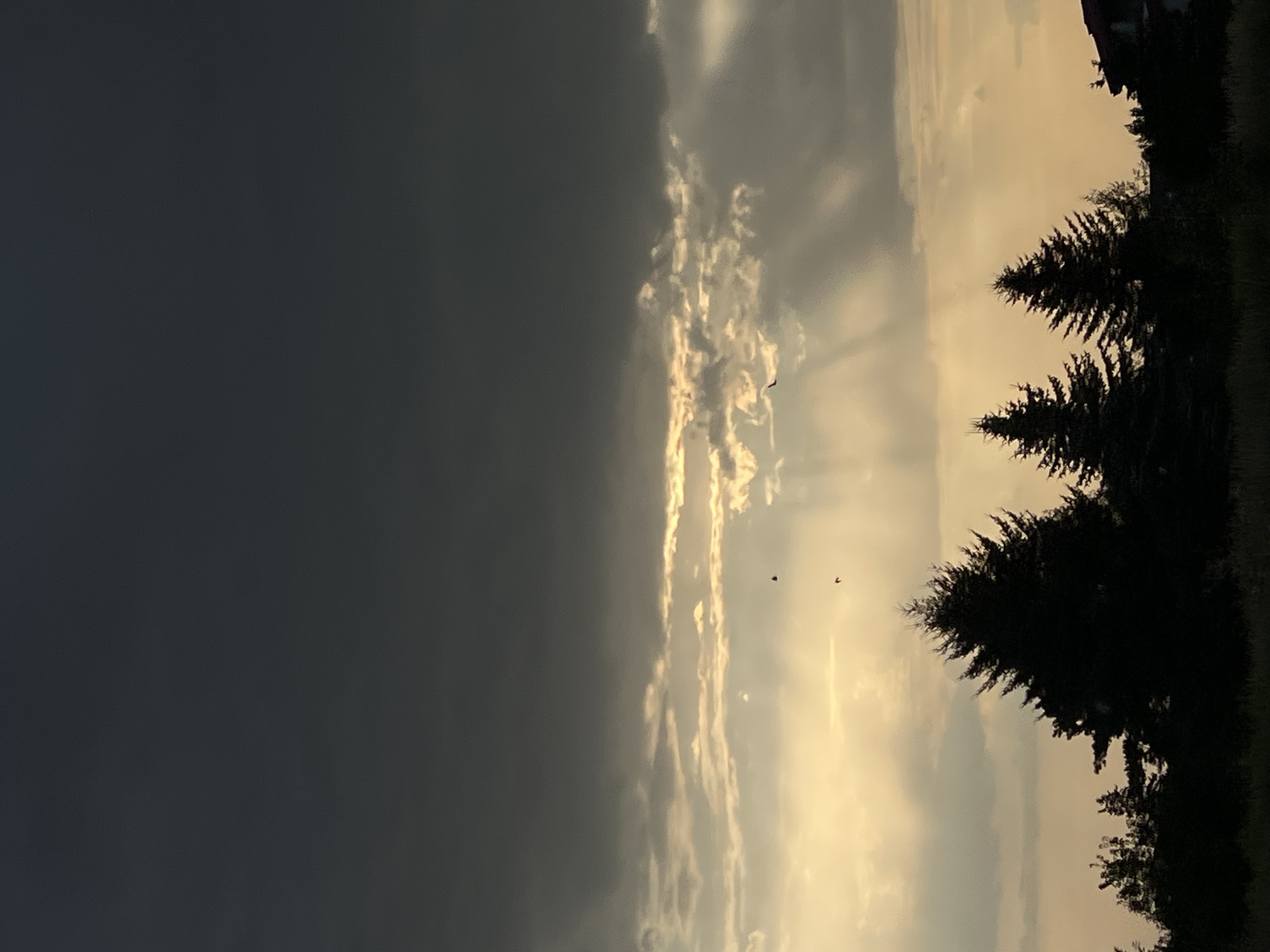 The image depicts a sunset scene in Dys, Poland, characterized by a dramatic sky filled with dark, heavy clouds at the top transitioning to lighter, illuminated clouds with visible sunbeams breaking through near the horizon. Silhouetted against this sky are several coniferous trees of varying sizes, with the largest and most prominent tree centrally located in the foreground. To the right of the trees, a portion of a building with a red roof is visible, suggesting a residential area. Several birds are captured in flight within the frame, adding a dynamic element to the otherwise static landscape. The foreground consists of dark vegetation, likely grass and smaller bushes, completing the silhouetted effect.