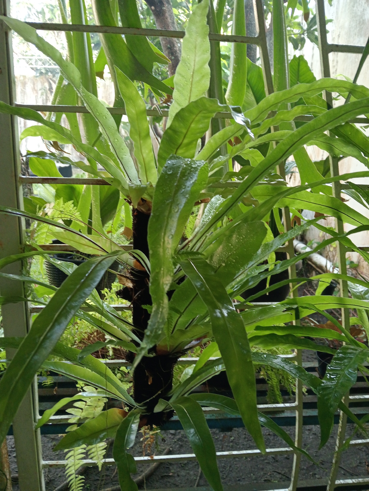 A large bird's nest fern (Asplenium nidus) is the primary subject of this image, its glossy, elongated green leaves cascading downwards. The fern is situated outdoors, behind a white metal fence or trellis, suggesting it is on a balcony, patio, or in a garden area. The leaves of the fern are wet, indicating recent rain or watering. In the background, other greenery is visible, along with a tree trunk and what appears to be a building wall. The ground beneath is composed of soil and scattered debris. The lighting suggests it is daytime, possibly overcast due to the wetness of the foliage. The image seems to be taken in a residential setting in Ngaglik, Indonesia. There are no people present in the frame.