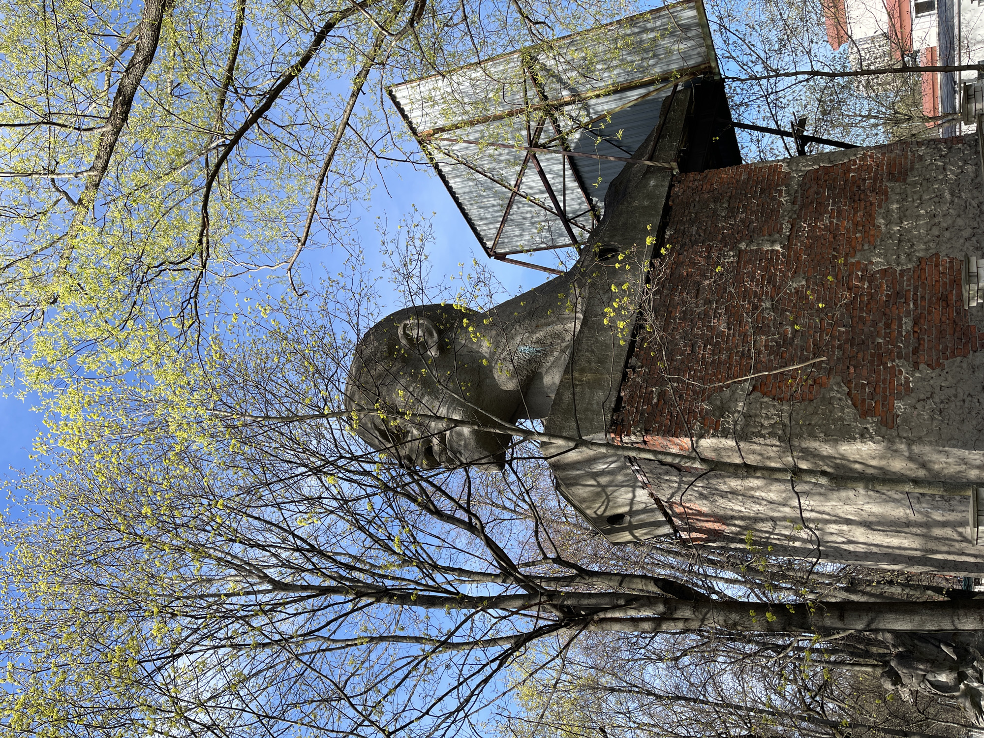 The image displays an outdoor scene in Khimki, Russia, dominated by a large, weathered bust of a male figure, likely a monument or statue. The bust, appearing to be made of concrete or stone, shows significant signs of age and deterioration, with parts of its surface chipped and worn. Faint, blue graffiti is visible on the left side of the statue's neck and shoulder.
Behind the statue is a dilapidated red brick wall, partially covered with crumbling grey plaster or concrete. Above these structures, a metal framework supports a corrugated metal roof, possibly part of a canopy or an old billboard, reflecting the bright sky. In the background, glimpses of other buildings, likely residential, can be seen.
The scene is heavily framed by numerous trees with bare, dark branches and vibrant, fresh light-green spring foliage, indicating the season. The trees are in bloom with new leaves and buds. The sky is a clear, bright blue, suggesting a sunny day, likely late morning or early afternoon given the strong illumination. There is no specific activity or event taking place; the image presents a static view of this urban landscape. The overall atmosphere evokes a sense of historical presence mixed with urban decay and the renewal of nature. No clearly decipherable text is visible other than the indistinct graffiti on the statue.