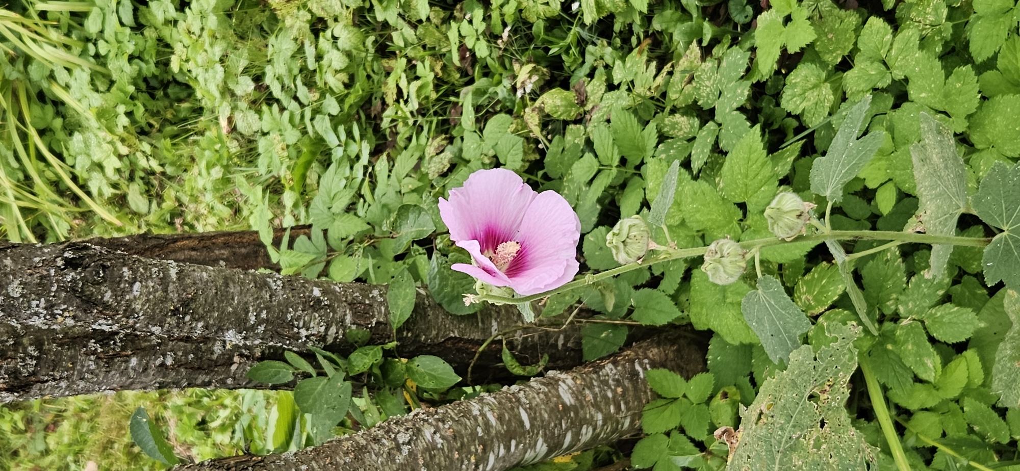 This is a vertical, close-up, eye-level shot of a single pink hollyhock flower in bloom. The flower has five delicate, ruffled petals and a prominent stamen with a lighter pink hue. The flower is positioned on a tall green stalk with several unopened buds below it, some of which appear fuzzy or downy. The stalk extends upwards from a cluster of large green leaves, some of which show signs of damage or decay.
In the background, two tree trunks with rough, grey bark are visible to the left of the flower, partially obscuring a dense patch of various green foliage. The foliage consists of different types of leaves, with some appearing broad and others long and slender. The overall environment suggests a natural, overgrown setting, possibly a garden or a woodland edge. The lighting appears diffused, indicating it might be an overcast day or shaded area. No people are present in the image. The scene is located in Мазалаўскі сельскі Савет, Belarus.