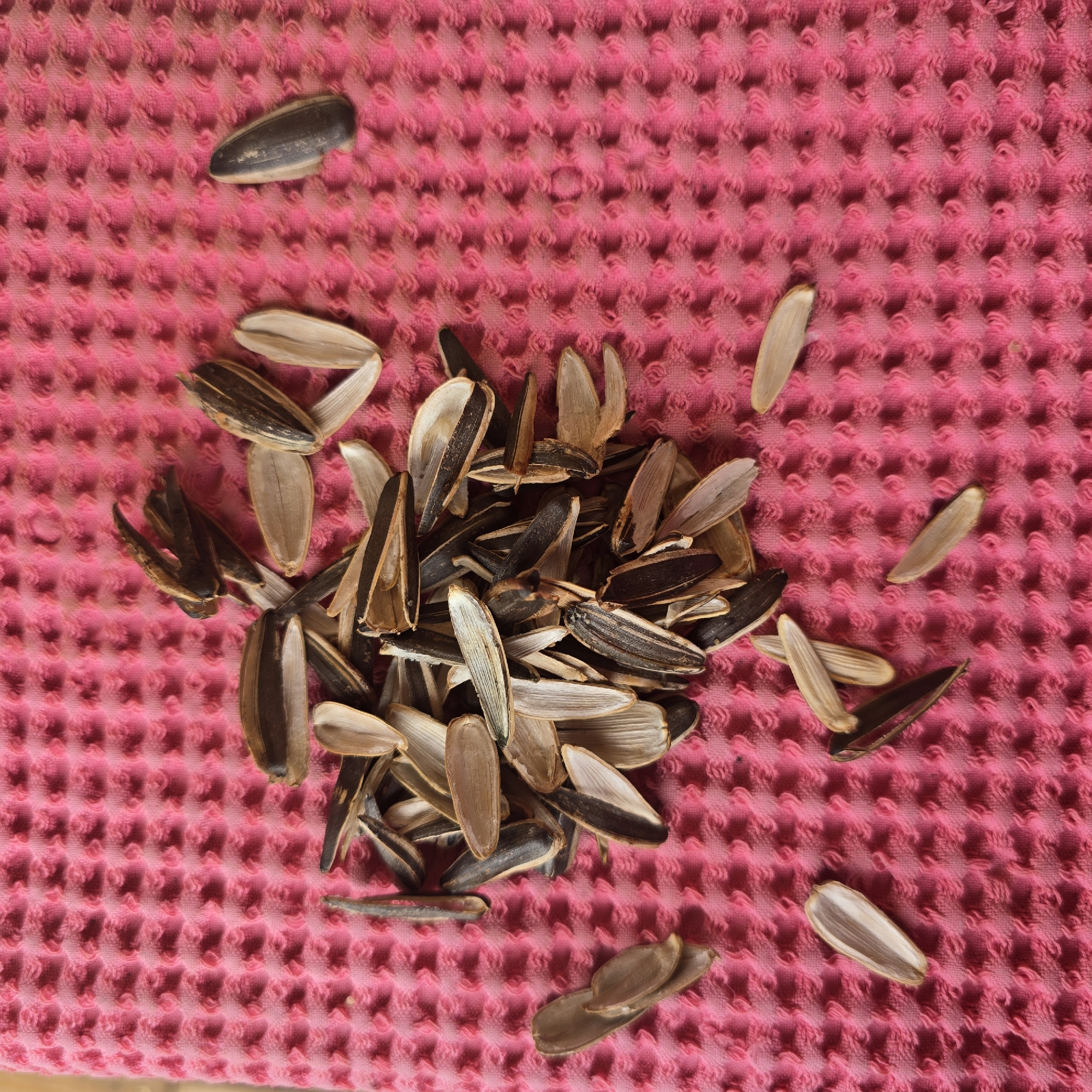 A pile of sunflower seed shells and some whole seeds are scattered on a textured pink fabric. The shells are a mix of light tan and dark brown or black, with some appearing empty and others still containing part of the seed. Some of the shells are intact, while others are broken. A few whole sunflower seeds, with their characteristic black and white stripes, are mixed in with the shells. The fabric has a distinct waffle-like texture. The scene appears to be an indoor setting, with the lighting suggesting it's daytime. There are no people or animals visible in the image. The location in Belokurikha, Russia is not determinable from the provided image.