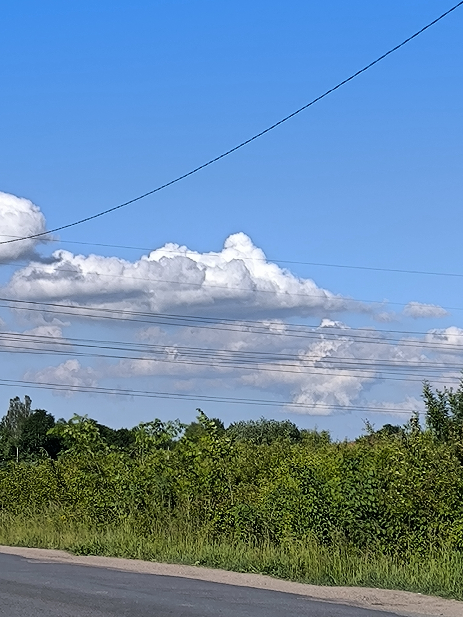 An outdoor, wide-angle vertical photograph captures a rural or suburban landscape in Laskino, Russia, under a clear blue sky with scattered cumulus clouds. The upper two-thirds of the image are dominated by a vibrant blue sky, featuring numerous white and light-gray cumulus clouds clustered in the mid-section.
Multiple dark, thin utility lines traverse the frame. One prominent dark power line extends diagonally from the upper-left corner towards the mid-right. Below this, a cluster of approximately six horizontal power lines is visible across the middle ground, intersecting with the clouds.
The lower third of the image is filled with dense green vegetation. A thick band of lush green bushes and foliage extends horizontally across the frame, occupying the middle ground to foreground. These bushes display various shades of green, indicating healthy growth. Behind this primary band of bushes, a line of taller, darker green trees is visible, particularly on the left and in the central background. Grass and weeds are present along the immediate foreground, bordering a paved surface.
A dark asphalt road or paved path occupies the bottom edge of the image, with a lighter, possibly gravel or dirt, shoulder separating it from the vegetation. No people, animals, vehicles, or discernible man-made structures other than the utility lines and road are present in the scene.