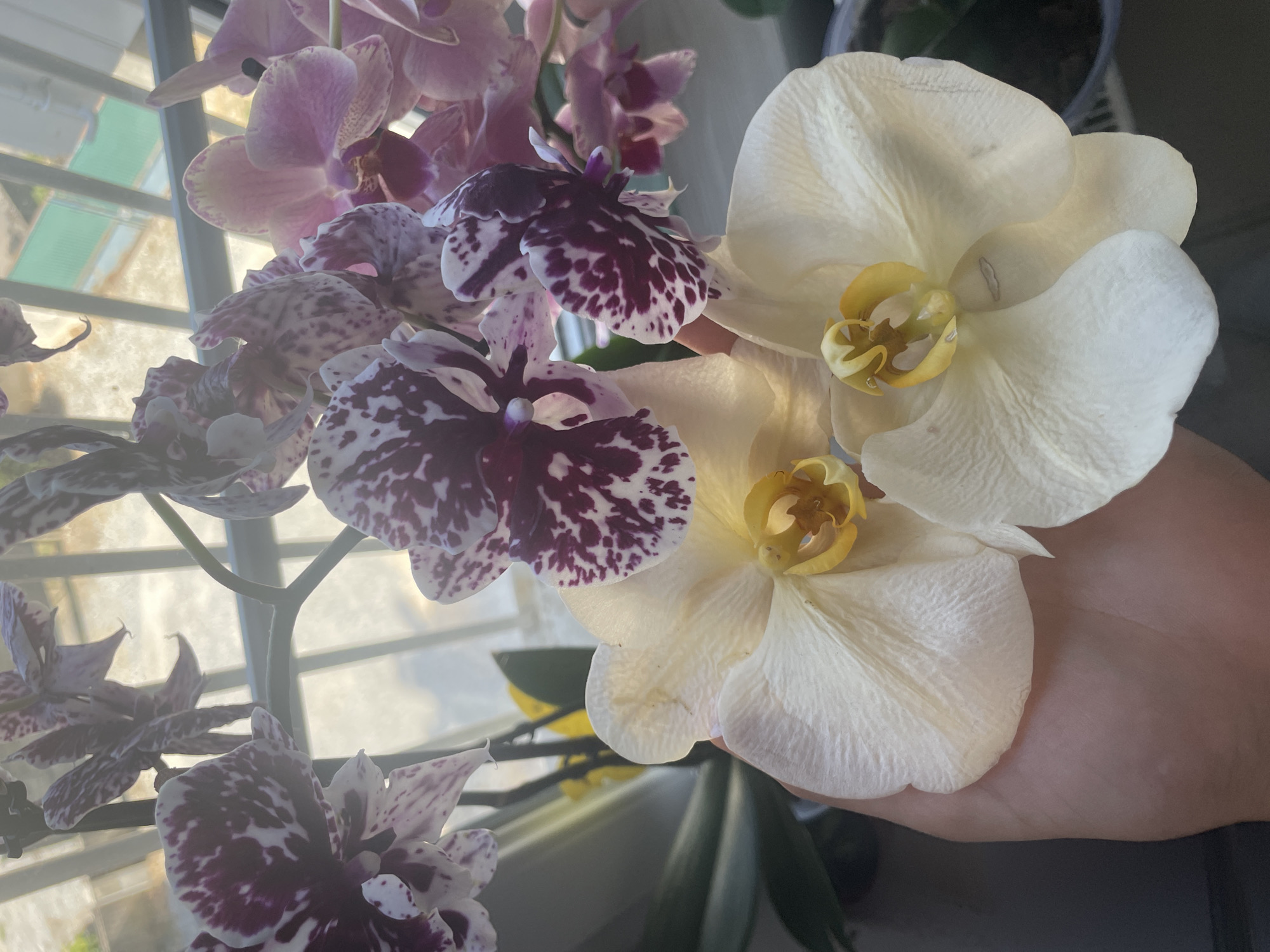 The image features a close-up of several blooming orchids, with a hand gently supporting one of the flowers. The orchids are in various stages of bloom and have distinct color patterns. Some are a pale pink or white with darker purple or maroon spots and splashes, while others are a creamy white with yellow centers. The flowers are delicate, with thin, almost translucent petals.
The scene appears to be indoors, with a blurred background that suggests a window or light source. Hints of blinds or shutters are visible in the upper left, indicating natural light is coming from that direction. The lighting is soft, suggesting it could be daytime, possibly morning or late afternoon, given the diffused quality of the light.
The focus is clearly on the orchids and the hand, highlighting the textures and colors of the flowers. The hand, with its visible palm lines, is positioned carefully, implying a gentle and appreciative interaction with the plants. There is no visible text in the image. The overall mood is serene and appreciative of nature's beauty.
