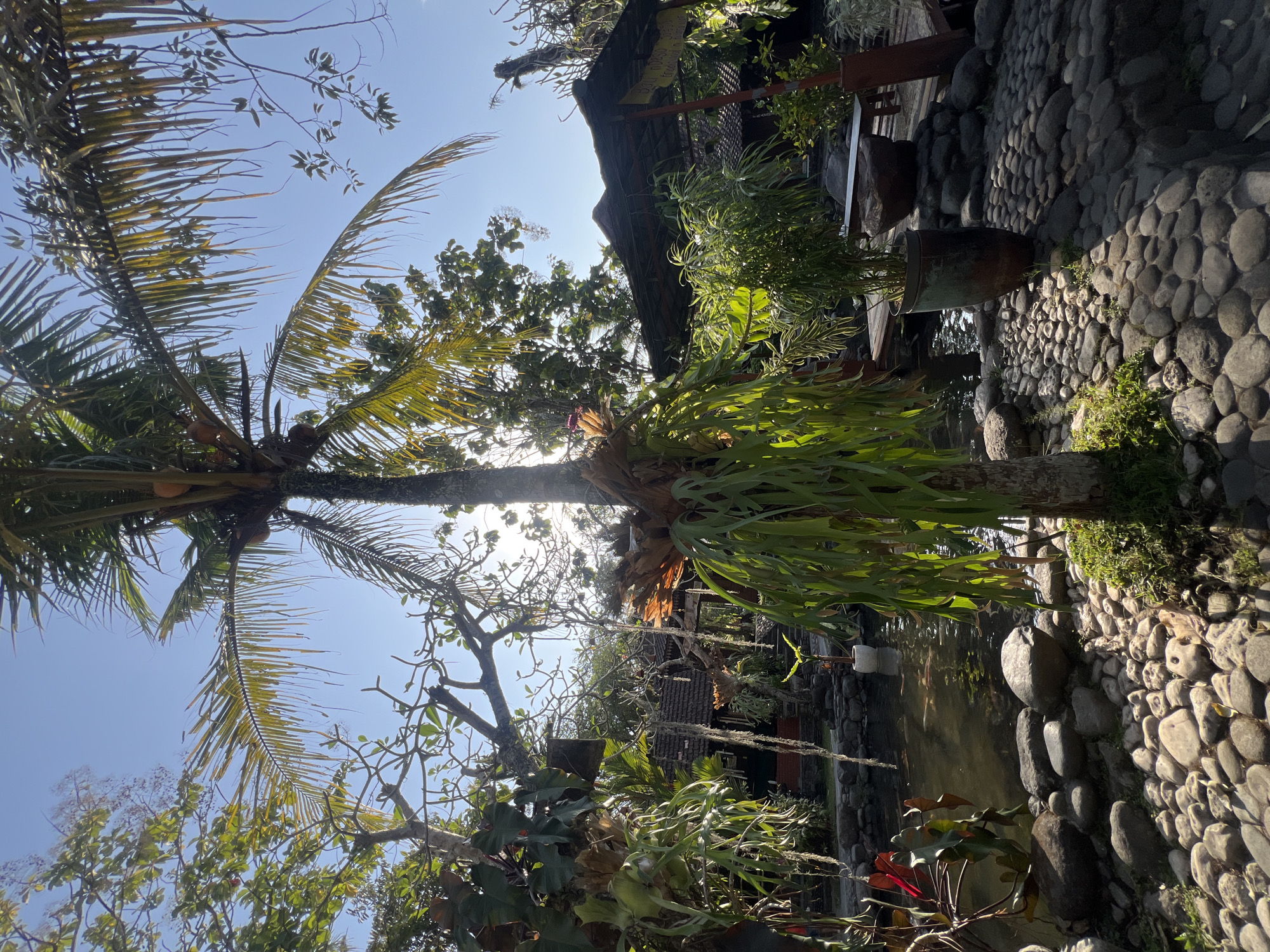 This image depicts an outdoor scene in Tlogoadi, Indonesia, characterized by lush vegetation and a serene pond. The foreground is dominated by a large palm tree with vibrant green fronds, one of which partially obscures the sun. Several epiphytic plants, including staghorn ferns, are attached to the palm tree and other branches, their long, drooping leaves creating a natural, cascading effect.
To the left of the palm tree, a pond is visible, its surface reflecting the surrounding foliage and the clear blue sky. Several koi fish can be seen swimming in the pond, their orange and white scales contrasting with the dark water. The pond is bordered by an arrangement of smooth, rounded stones of varying sizes, creating a naturalistic edge.
In the background, traditional Indonesian architecture is evident, with thatched roofs and wooden structures partially visible through the dense foliage. A covered gazebo or seating area, constructed with dark wood and a thatched roof, is situated to the right of the pond. A large potted plant with slender, green leaves stands near this structure. The ground leading up to the gazebo is also covered in rounded stones, creating pathways and textured surfaces. The overall atmosphere is one of tranquility and natural beauty, typical of tropical gardens or resorts. The lighting suggests it is daytime, with the sun casting dappled shadows and highlights throughout the scene.