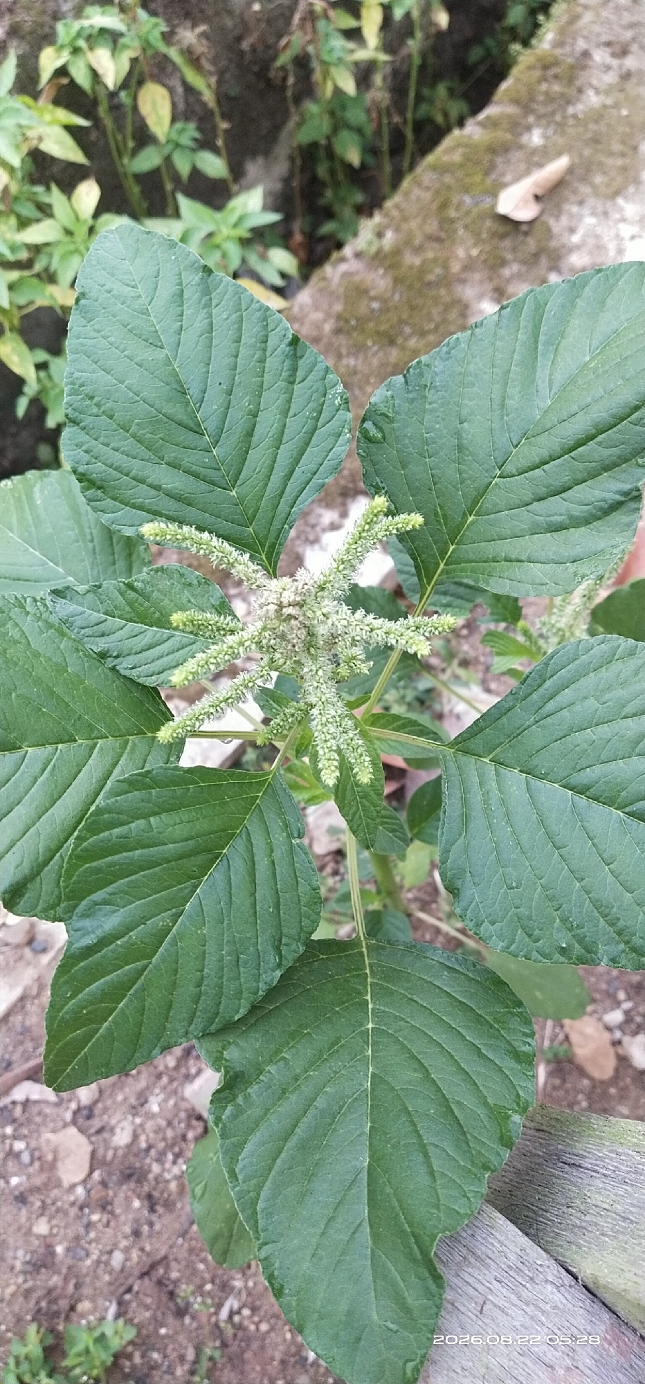 A close-up, vertical, medium-shot photograph captures a flowering amaranth plant from a top-down perspective. The plant, positioned in the center, displays large, ovate, deep green leaves with prominent venation, radiating outwards from the stem. At the apex of the plant, a cluster of small, pale green, spike-like flowers is visible. The background is a blur of muted greens and browns, suggesting an outdoor environment with foliage and soil. Hints of a large, moss-covered rock are present in the upper left and right quadrants, and a weathered wooden object occupies the lower right corner. The image was taken on August 22, 2026, at 05:28. The location is identified as Matabu, Indonesia.