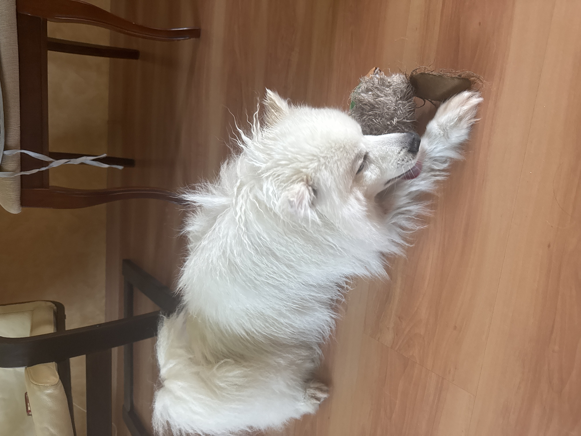 A fluffy white dog is lying on a wooden floor and playing with a stuffed toy. The dog is in the foreground of the image and is mostly white with some light brown undertones. The dog's eyes are closed, and its tongue is sticking out. The stuffed toy is brown and fuzzy and is being held by the dog's paws. In the background, there are two chairs, one made of wood and the other with a leather seat. The environment appears to be a room in a house in the city of Kashino, Russia.