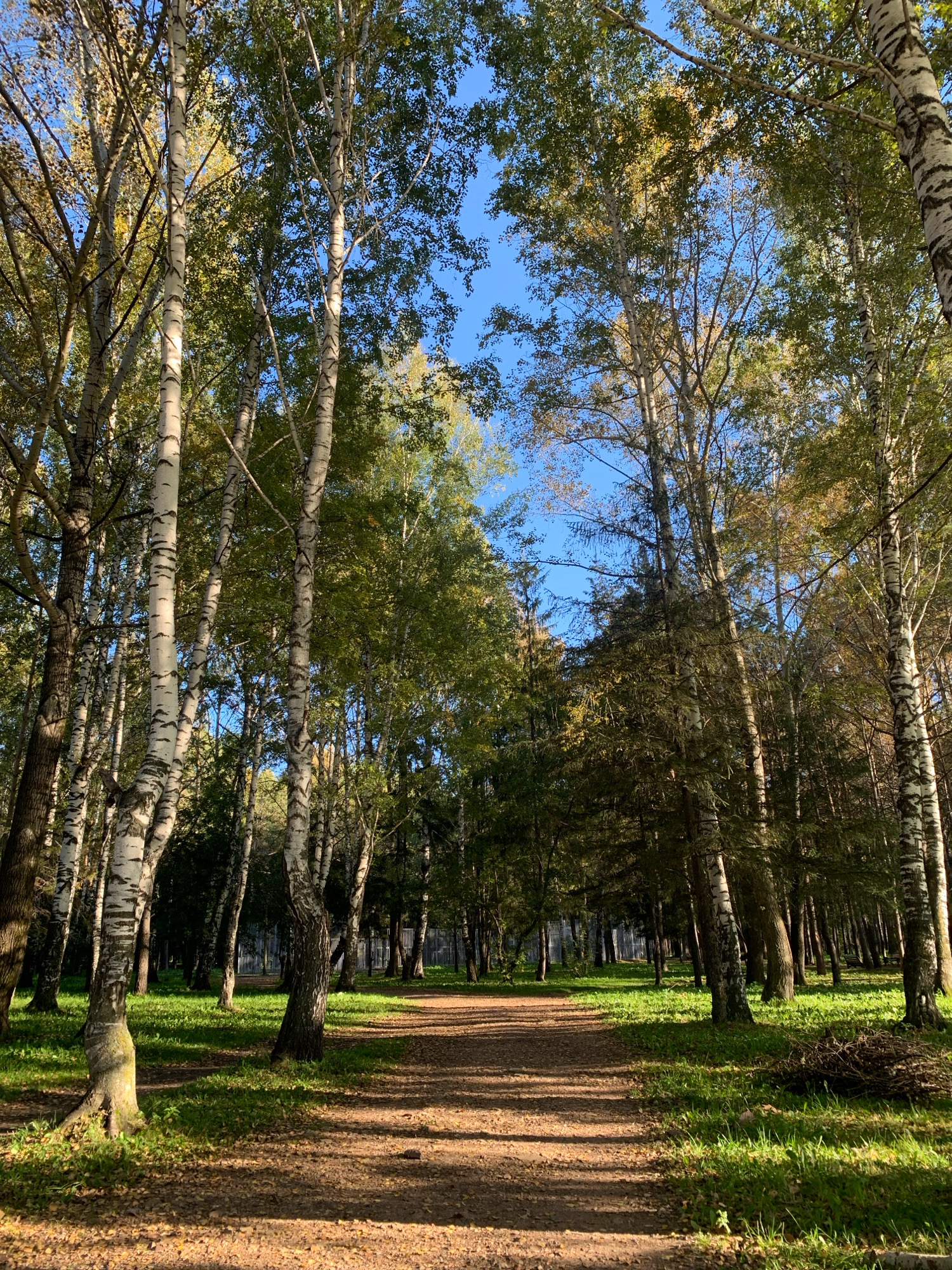 The image depicts a sunlit park path in Prokopyevsk, Russia. Tall birch trees with white bark and some coniferous trees line the path, which is covered in loose gravel and fallen leaves. Lush green grass flanks the path, with dappled sunlight creating shadows on the ground. In the distance, a modern metal fence is visible, suggesting the park is in a developed area. The sky is clear and blue. There are no people or animals present in the scene. The overall impression is one of a peaceful, natural setting within an urban environment.