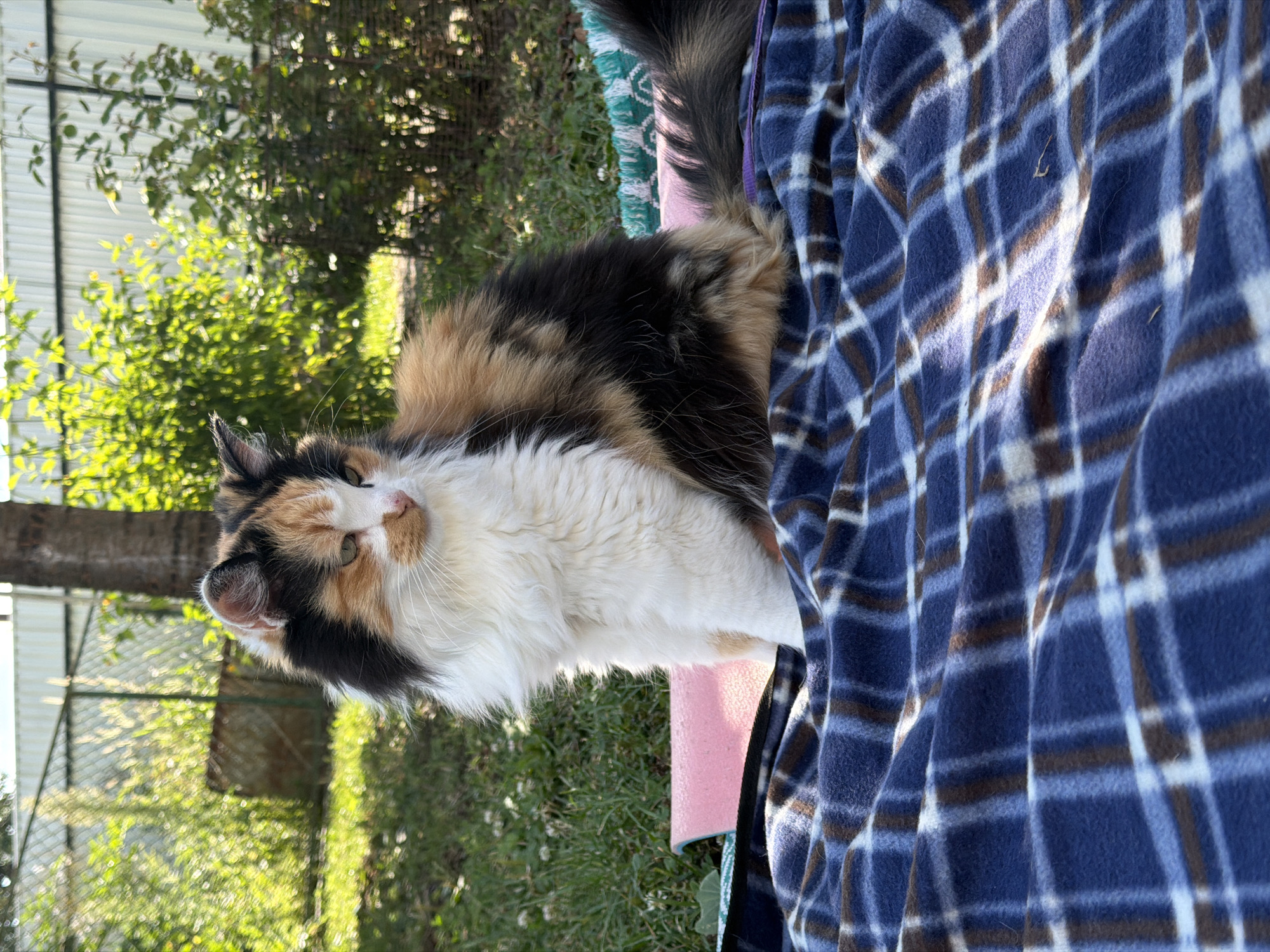 A calico cat with long fur sits on a blue plaid blanket. The cat has patches of white, black, orange, and brown fur. Its left ear is slightly folded. The cat is looking to the right of the frame with its head tilted. Behind the cat, there is a pink yoga mat, green grass, and lush green foliage. A wooden fence and a tall tree are visible in the background. The lighting suggests it is daytime. The location is unknown.
