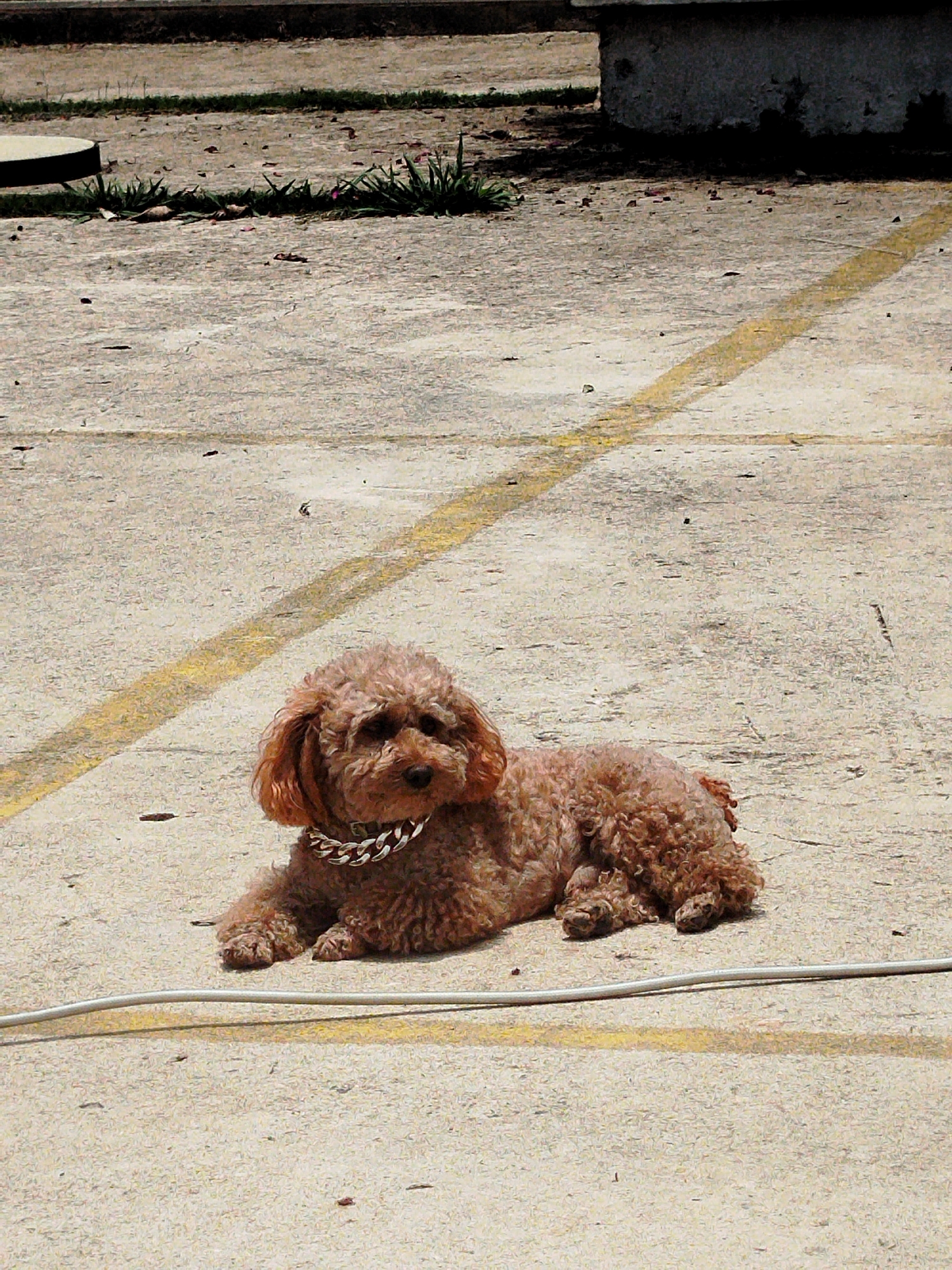 A small, light reddish-brown dog, resembling a poodle or poodle mix with curly fur, is the primary subject, resting calmly on a paved surface. The dog is lying down with its head slightly raised, looking towards the right side of the frame. It wears a distinctive, shiny, silver-colored chunky chain collar around its neck.
The setting is an outdoor, utilitarian concrete or asphalt area, characteristic of a road, parking lot, or open ground. Faded yellow lines are painted on the surface, running diagonally in the background and horizontally across the midground, suggesting former traffic or parking markings. The ground is light grey, showing signs of wear with cracks, small stones, and patches of dirt.
A white or light grey cable or wire runs horizontally across the lower foreground, passing just beneath the dog's body. In the background, a darker, raised concrete structure or wall base is visible on the right, and sparse patches of dry green grass and brown earth are present along the upper edges.
The lighting is bright and clear, indicating a sunny day, possibly midday. There are no strong shadows directly cast by the dog, suggesting high sun. The scene depicts a quiet moment in an open, practical outdoor space. No specific activity is taking place beyond the dog resting. No visible text is present in the image. The location context is Thôn 2, Vietnam.