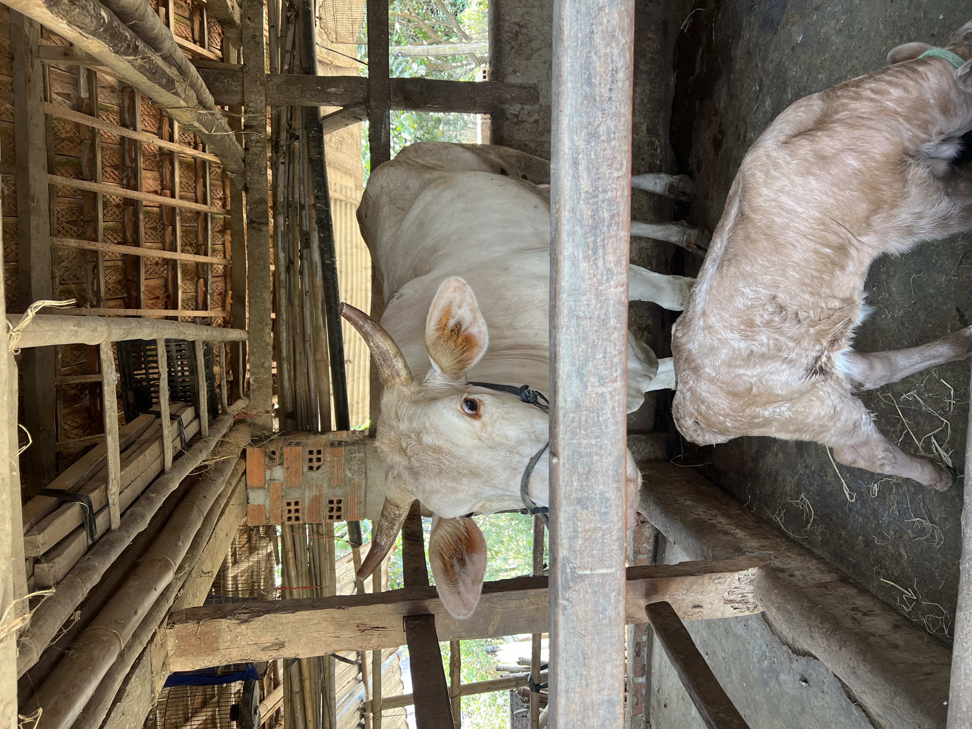The image captures a rural animal pen, likely a stable for cattle, in Bình An, Vietnam, viewed from a rotated perspective. The primary subjects are a large, light-colored adult cow and a smaller, light brown calf. The adult cow, possibly a Zebu or Brahman-type breed, is mostly white or very pale beige, with visible horns and a black halter around its head. It stands within the wooden framework of the pen, facing towards the left. Its large ears, reddish-brown on the inside, are prominent. The calf, with lighter brown fur, is partially visible to the right of the adult cow, appearing to be lying or resting on the dirt ground.
The setting is an open-sided or semi-enclosed structure constructed primarily from rough-hewn wooden beams, slats, and bamboo poles that form the walls and roof support. The roof structure, visible in the upper left, features wooden cross-bracing beneath terracotta roof tiles. Various materials are stored or integrated into the structure, including stacked wooden planks, bamboo, and what appears to be a black plastic crate. Sections of exposed red brickwork with ventilation holes are also visible in the background, suggesting simple construction techniques. The ground inside the pen appears to be packed dirt with some scattered organic matter, possibly straw or hay. Bright natural light illuminates the scene, indicating daytime. No human activity or visible text is present.