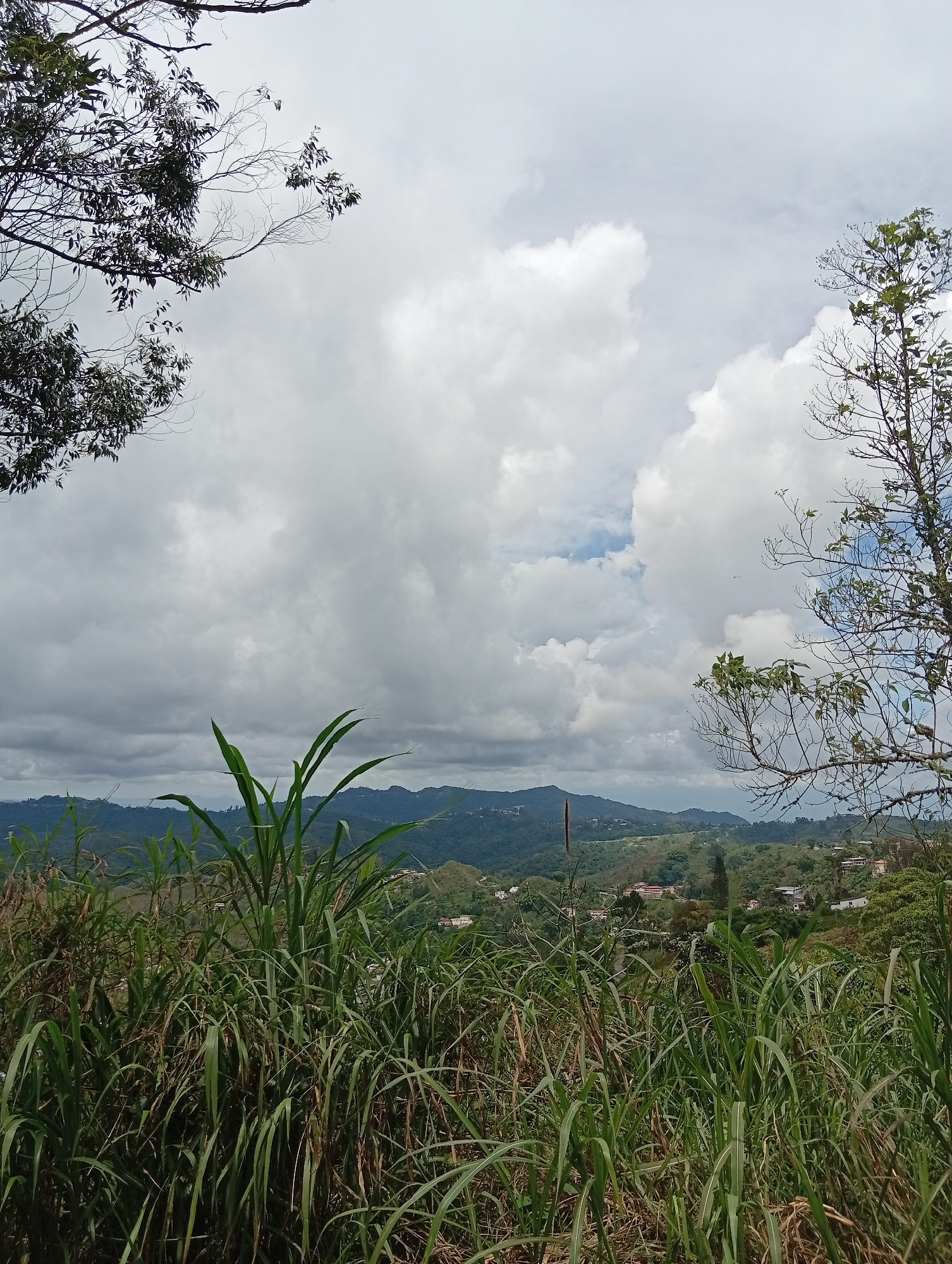 The image depicts a cloudy, overcast day with a view of rolling hills and scattered houses. In the foreground, tall green grass and reeds dominate the lower portion of the frame, with the branches of two trees framing the top corners of the image. The middle ground shows a lush green landscape with a winding road and several buildings nestled amongst the hills. The background features more distant, layered mountains under a cloudy sky. The scene suggests a rural or semi-rural setting, likely in a mountainous region with a verdant environment. The presence of vegetation and the hilly terrain are key environmental characteristics.