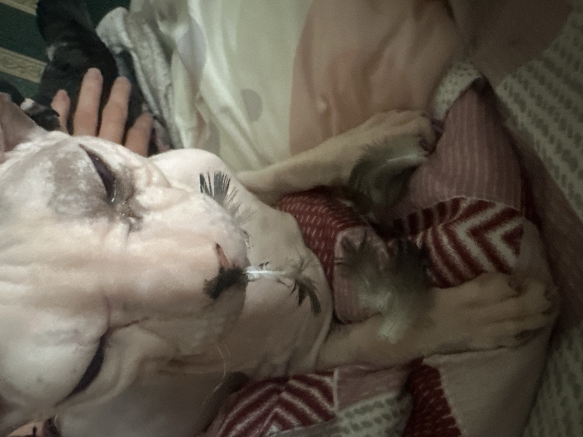 A Sphynx cat is shown in a close-up, eye-level shot, indoors. The cat is light pink with darker grey markings on its face and ears, and appears to be resting or sleeping. Its eyes are closed, and its face is wrinkled. The cat is covered by a red and white striped blanket, and appears to be lying on a pink surface. There are some grey feathers near the cat's face and on its paws. In the background, a person's hand with light skin is visible, resting on the cat and a dark-colored fabric. The environment appears to be a bedroom, with soft bedding and blankets. There is no discernible indication of the cat's location in Togliatti, Russia.