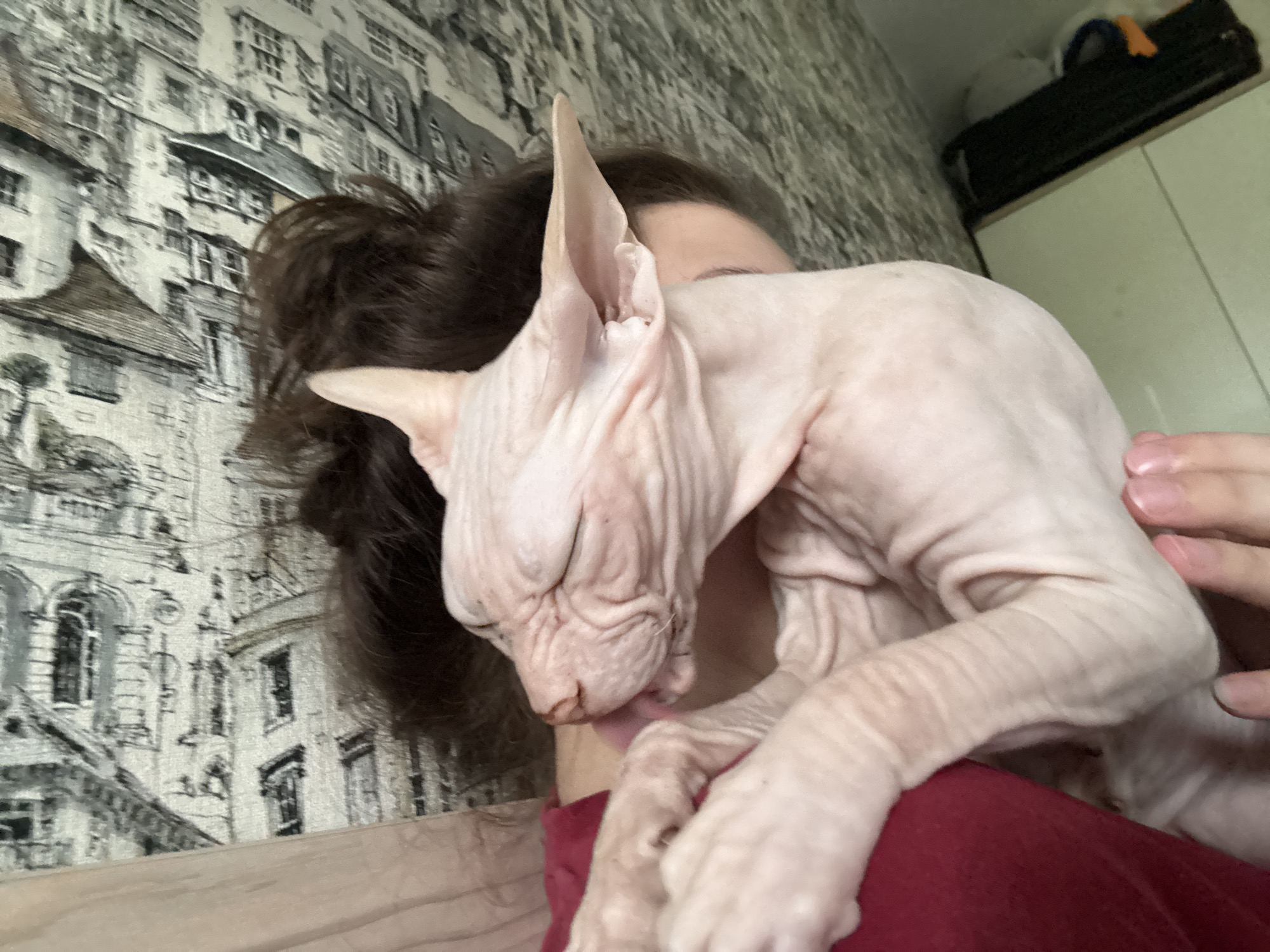 An indoor, medium-shot, eye-level photograph shows a person holding a hairless cat, likely a Sphynx breed, in a dimly lit room. The cat is light pink, with visible wrinkles across its body and face, and its eyes are closed. The cat is positioned diagonally across the person's chest, with its head resting on the person's shoulder and its paws on the person's chest. The person's dark brown hair is visible on the left side of the frame, and their right hand is gently touching the cat's back. The person is wearing a red garment. The background consists of a wall covered in wallpaper featuring a monochromatic pattern of old buildings, suggesting a possibly older or artistic interior design. The lighting is soft, casting subtle shadows and highlighting the texture of the cat's skin. The image is in focus, with good detail. The location is not identifiable from the visual cues in the image.