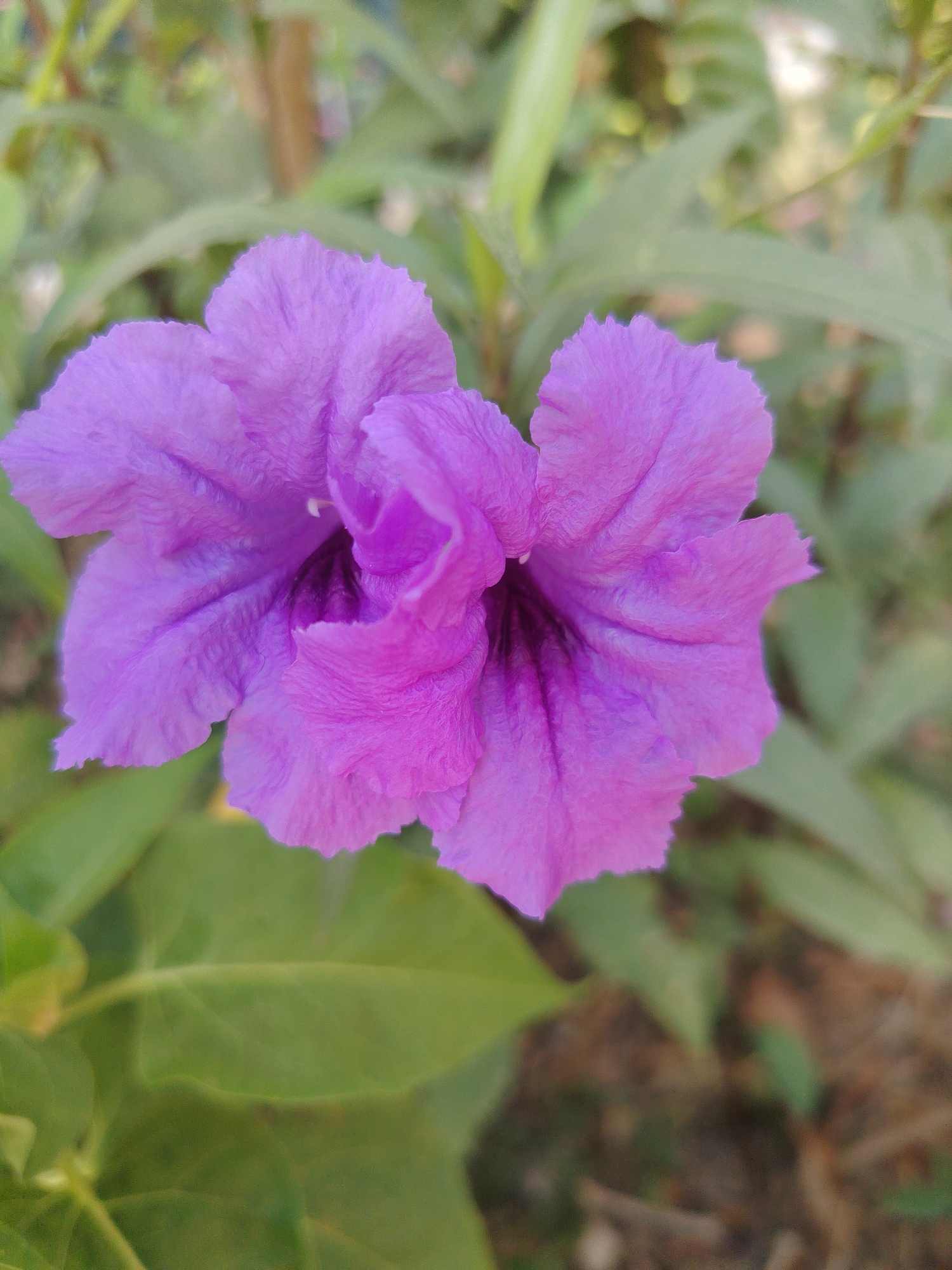 A close-up, slightly overhead shot shows a vibrant purple flower with delicate, ruffled petals. The flower's center is darker, with visible stamens. It is positioned against a softly blurred background of green foliage and brown earth. The image appears to be an outdoor photograph, likely taken in a natural setting or garden. There are no people or discernible man-made objects within the frame. The lighting suggests it was taken during the day. The image does not provide any specific information to place it in Konyaaltı, Turkey.