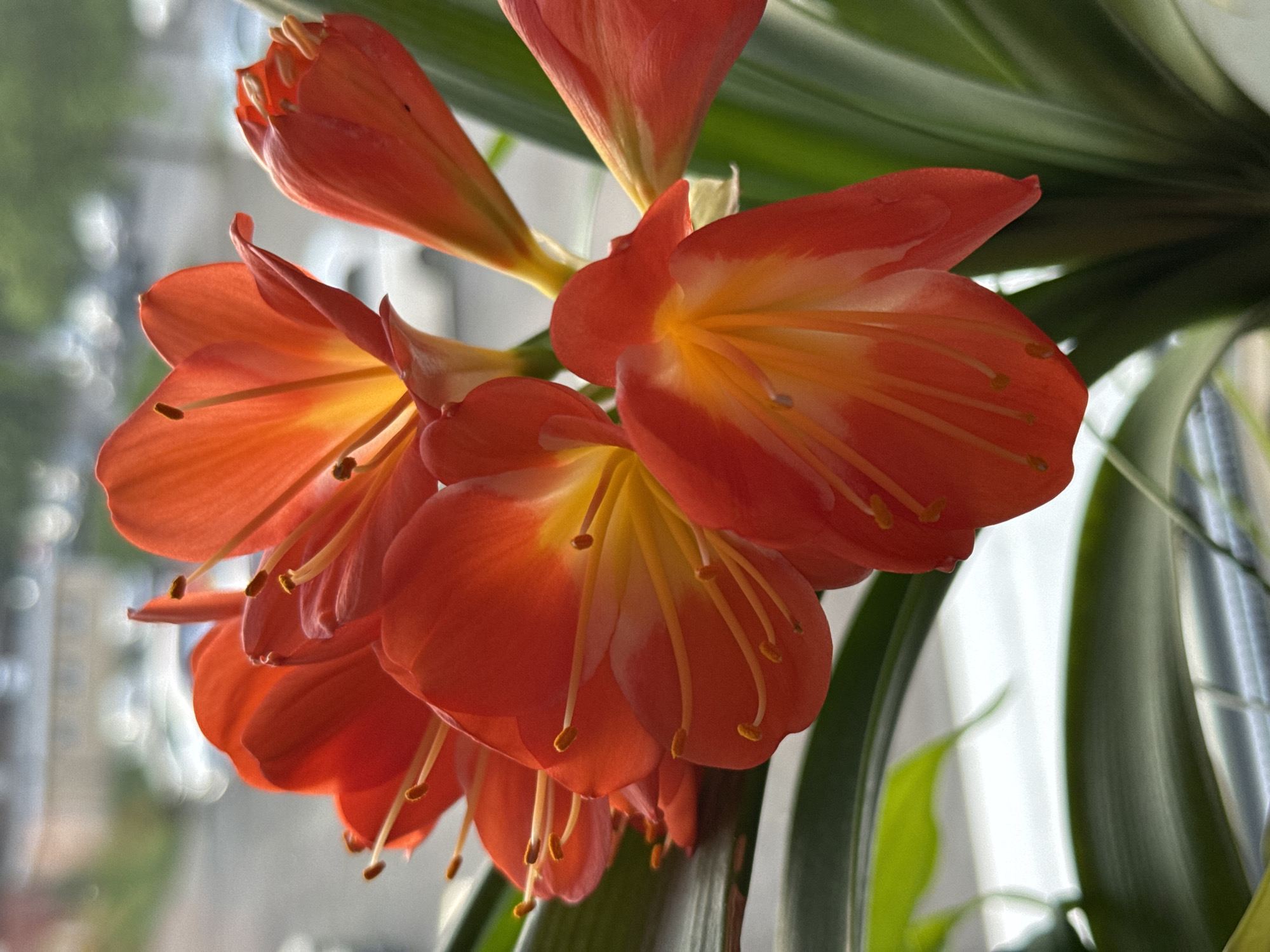 A close-up, high-angle photograph depicts a blooming Clivia miniata (Kaffir Lily) plant with a cluster of vibrant orange and red flowers, situated indoors with an outdoor background visible through a window. The flowers are in sharp focus, exhibiting translucent petals and prominent yellow stamens, indicative of natural backlighting. At least six open blossoms are visible, along with several green, strap-like leaves of the plant. The background is significantly blurred, revealing an urban environment in the city of Saint Petersburg, Russia. Indistinct shapes of buildings, parked vehicles, and green foliage are discernible, along with diffuse light sources creating bokeh effects. No individuals or specific actions are present in the frame.