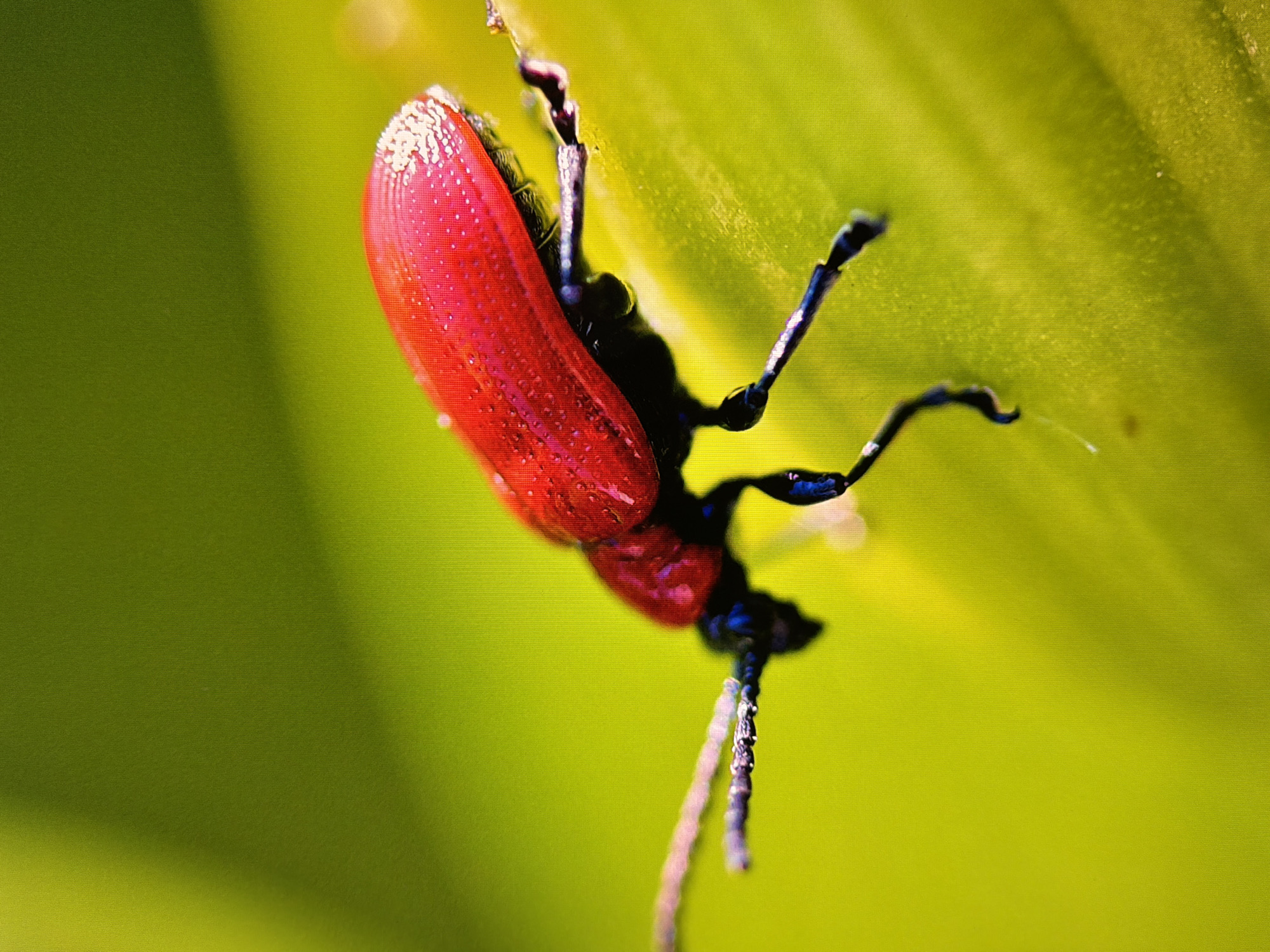 A macro photograph captures a vibrant red beetle with visible water droplets on its elytra, perched on a bright green leaf. The beetle's black legs are extended, and its antennae are prominent. The background is a softly blurred gradient of green, suggesting an outdoor environment. The image is sharp and focused on the insect, highlighting its textured surface and glossy appearance. There is no indication of the city of Kyiv or Ukraine.