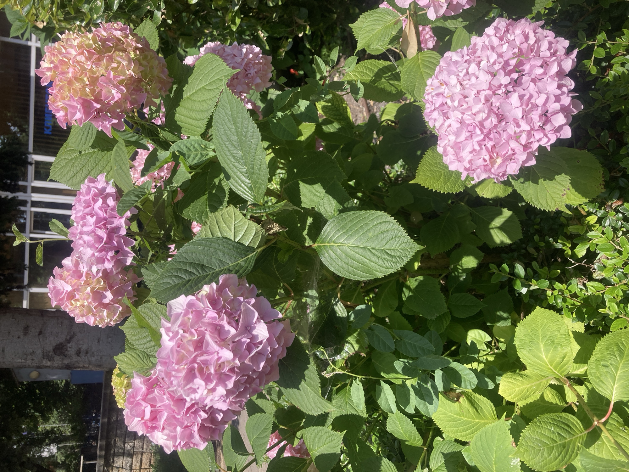 In Burgas, Bulgaria, a lush bush of pink hydrangeas is captured in bright sunlight. The large, round flower heads are a vibrant pink, with some showing hints of yellow and green, suggesting they are transitioning in their bloom cycle. The dense green foliage of the hydrangea bush is prominent, with large, serrated leaves. In the background, a light-colored building with large windows is visible, and the trunk of a tree, textured and grayish-brown, stands to the left. The overall scene is one of natural beauty in an urban setting.