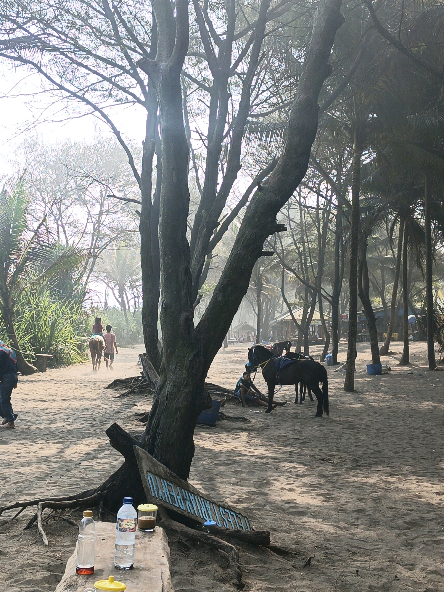 The image depicts a beach scene in Tambakmulyo, Indonesia, characterized by sandy terrain and numerous trees, including palm trees. In the foreground, a wooden bench with several bottles and containers sits on the sand. A large tree trunk with exposed roots is prominent to the right. In the mid-ground, two people are visible walking on the sand, with one person riding a horse and the other walking beside it. Further back, a dark-colored horse is tethered, and a person is seated nearby. Additional structures and people are visible in the background, suggesting a populated area. The overall atmosphere is bright and hazy, possibly due to sunlight or dust.