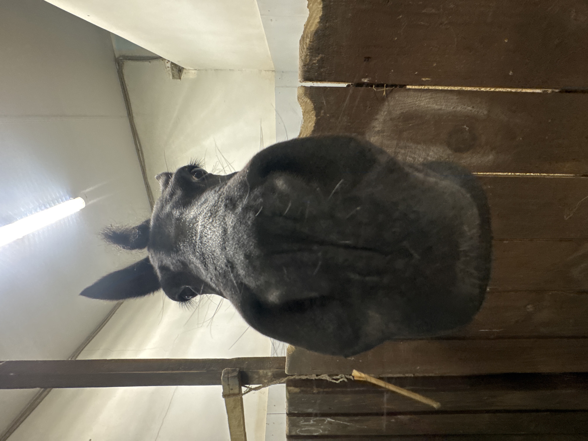 The image shows a close-up, low-angle view of a horse's head. The horse is black and its head occupies a large portion of the frame. Its ears and eyes are visible, along with its muzzle and whiskers. The background consists of a stable interior. Wooden planks form part of a stall, and the ceiling is visible above, suggesting an indoor environment. The location, Kurtsevo (Kovriginskii S/S), Russia, is mentioned but there are no elements in the image that are exclusive to Kurtsevo.
