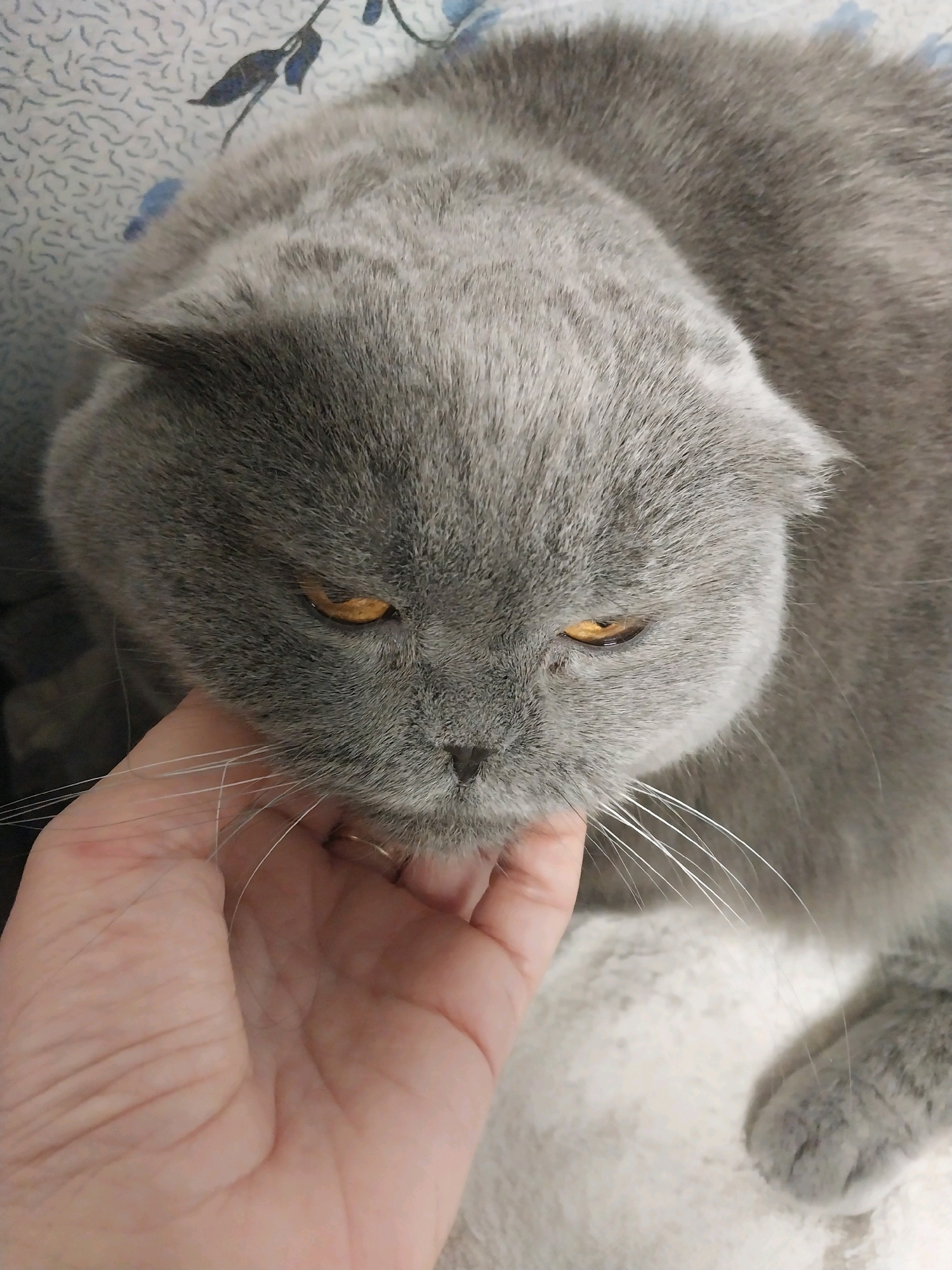 A close-up, overhead shot shows a grey Scottish Fold cat being petted by a person's hand. The cat has folded ears and amber eyes. The background is a white and blue patterned fabric. The image does not provide any information about the location of the city of Dnipro, Ukraine.