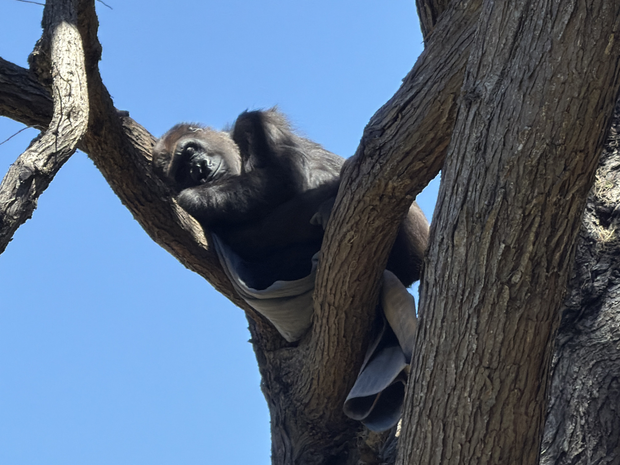 A gorilla is resting comfortably in the branches of a tree, with a grey blanket draped around it. The gorilla is facing left, with its eyes closed and its head resting on its arm. The tree is large and old, with thick, gnarled branches. The sky is a clear blue. This scene appears to be in the San Francisco Zoo.
