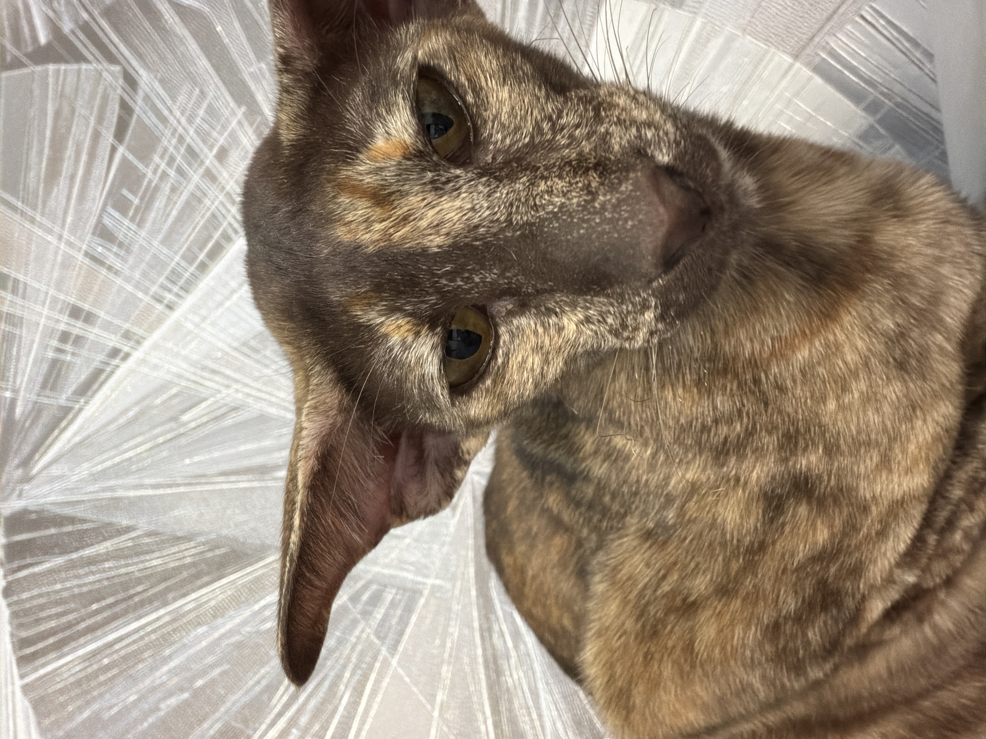 This is a close-up, high-angle, vertical shot of a tortoiseshell cat. The cat's face is the primary subject, with its head tilted to the side. Its eyes are a striking golden color with black pupils, and they are looking towards the camera. The cat's fur is a mixture of brown, black, and orange tabby stripes, with some lighter fur around its eyes and muzzle. Its large, pointed ears are a prominent feature, with the left ear angled sharply downwards. The background consists of a white, translucent fabric with a pattern of radiating lines, creating a soft, diffused effect. The lighting appears to be natural, possibly from a window, casting subtle shadows and highlighting the texture of the cat's fur and the fabric. The overall impression is one of an alert and curious animal in a domestic setting. There is no visible text in the image. The location context of Chaikovsky, Russia, does not provide specific visual cues within the image itself.