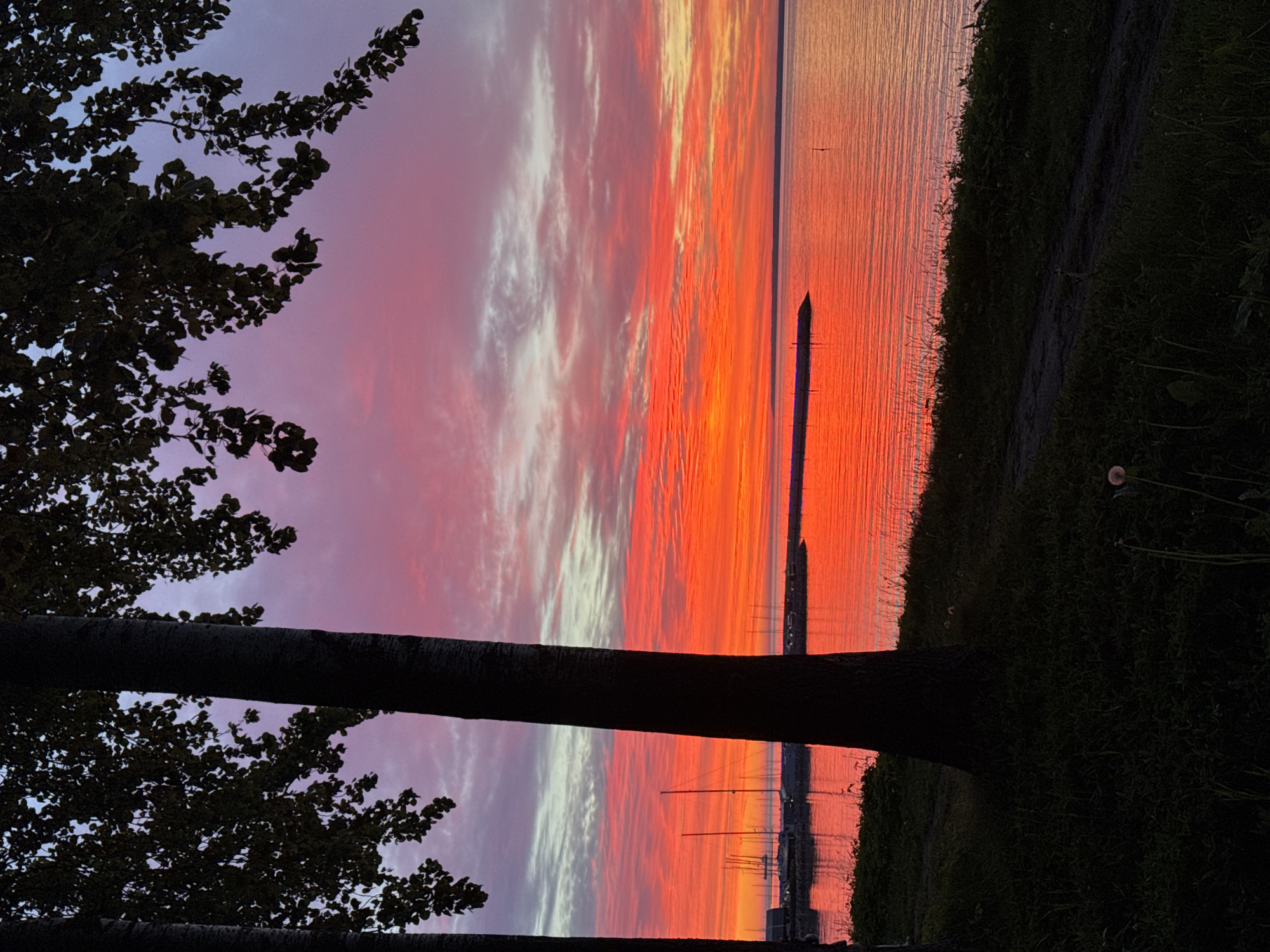The image depicts a vibrant sunset over the Baltic Sea, likely viewed from the coast of Tallinn, Estonia. In the foreground, the dark silhouettes of tree trunks and branches frame the scene. The sky is a dramatic canvas of fiery orange, transitioning to pink and purple hues, with thin, wispy clouds stretching across the horizon. The calm water reflects the intense colors of the sunset, creating a shimmering effect. In the middle ground, a row of sailboats and a marina are visible along the coastline, their masts and structures appearing as dark outlines against the bright sky. A small jetty juts out into the water. The immediate foreground is a dark, grassy embankment, with a dirt path winding through it, and a few dandelion seed heads are scattered amongst the grass. The overall atmosphere is serene and picturesque, capturing the beauty of a summer evening in Tallinn.