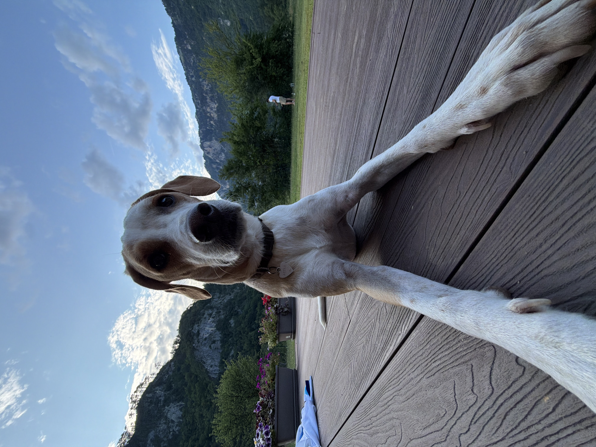 A light-colored dog with tan markings rests on a wooden deck in front of a mountain range. The dog is positioned in the foreground, with its front legs extended forward. In the background, a person is standing in a grassy area with trees. The sky is partly cloudy. The image is taken at an eye-level perspective with a wide-angle lens, giving a distorted, fish-eye effect. The scene is located in Bistrica, Montenegro.