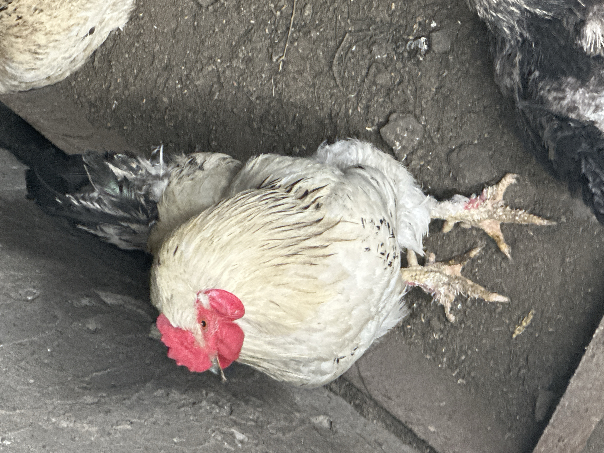 The image shows a close-up, overhead view of a light-colored rooster standing on a dirt ground next to a concrete wall. The rooster has a red comb and wattle, and its feathers are a mix of white and black. Its feet are visible, and they appear to have some red around the scales. In the background, another bird, mostly dark-feathered, is partially visible. The scene is set outdoors, likely in an agricultural or rural setting. The location of Tobyl, Kazakhstan is not visually represented in the image itself.