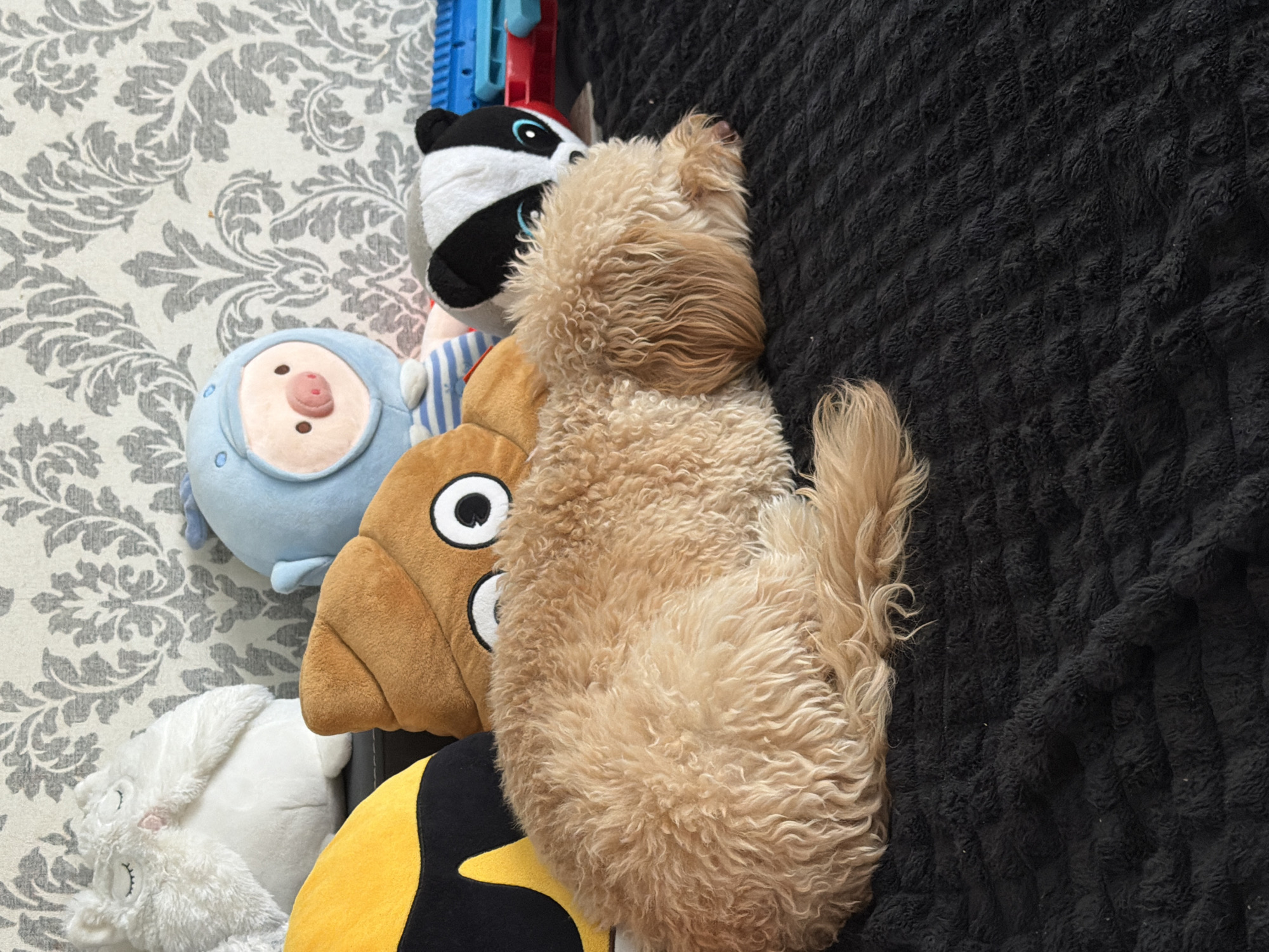 A light brown, curly-haired dog is sleeping on a black, textured blanket. The dog is curled up with its head resting on its paws. Behind the dog, several plush toys are visible, including a white owl-like creature, a blue pig character in a hat, a brown poop-shaped pillow with eyes, and a black and white badger-like creature. The background features a grey and white damask-patterned wallpaper. A red and blue toy gun is also partially visible to the right of the badger toy. The scene appears to be an indoor setting, possibly a living room or bedroom. No specific location in Bila Tserkva, Ukraine can be determined from the image.