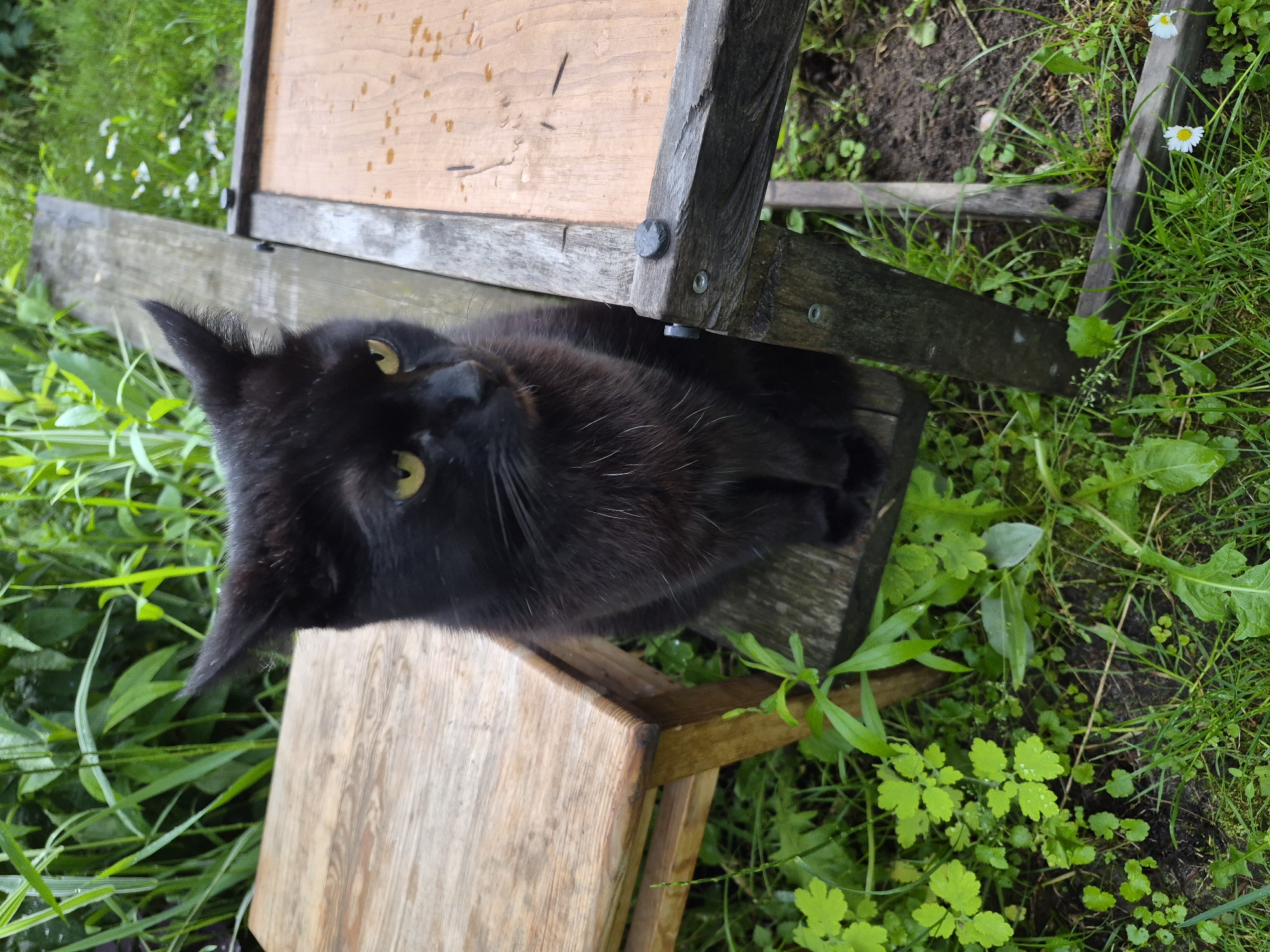 The scene is an outdoor setting in Hlevakha, Ukraine. A black cat with prominent yellow irises and sparse white whiskers is centrally positioned, sitting upright on a narrow, dark wooden plank. Its fur is dark, with some lighter grey hairs visible on the chest. To the left of the cat is a light-colored, rectangular wooden stool or table, exhibiting visible wood grain and surface wear. To the right, a darker, weathered wooden structure, possibly a low table or planter frame, features a lighter top surface with irregular dark spots and is secured by visible metal fasteners. The background is densely filled with tall green foliage. The foreground consists of green grass, various low-lying green plants, some bearing water droplets, and several small white daisy-like flowers with yellow centers are located in the lower right quadrant. No individuals are visible.