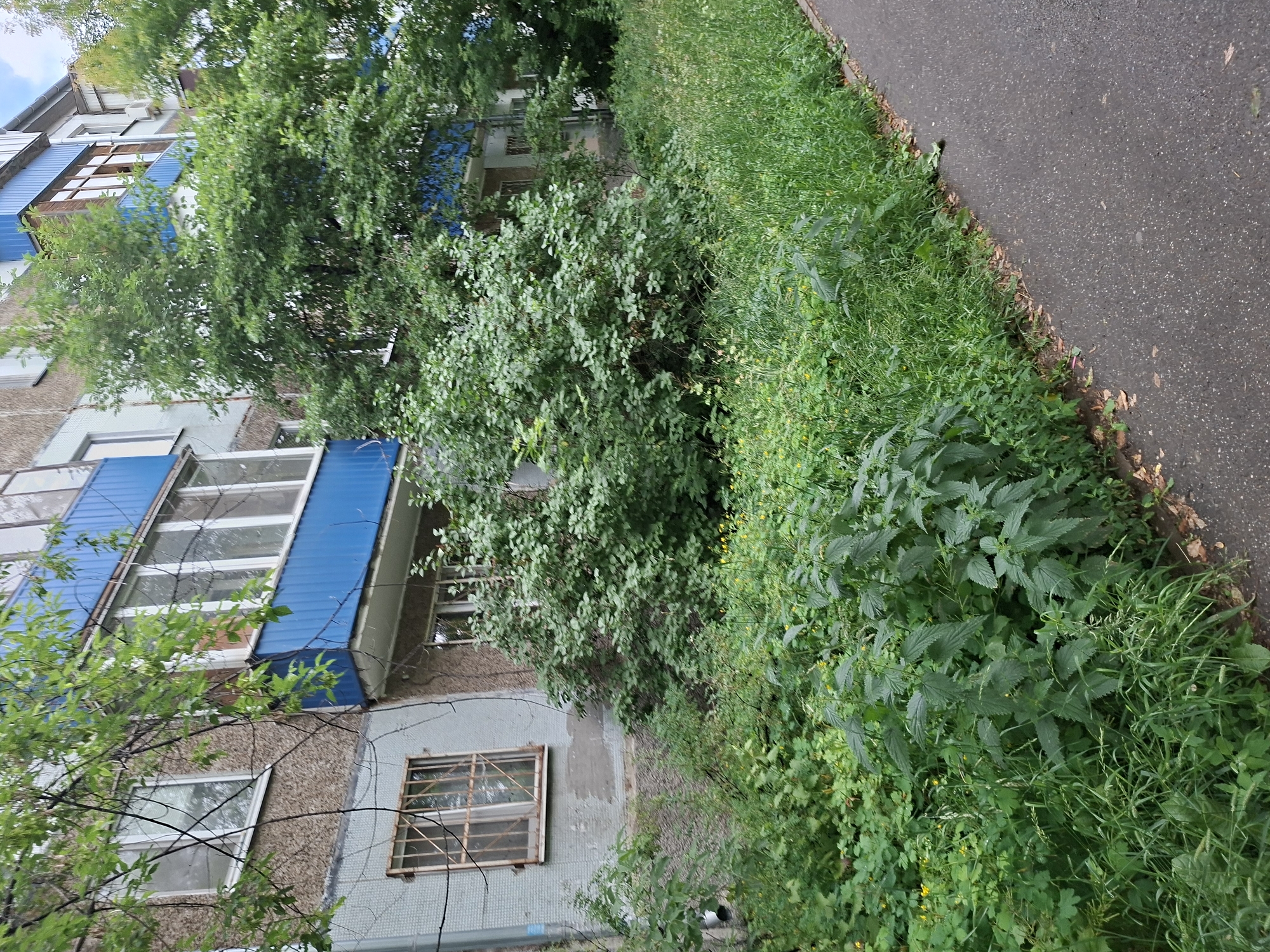 The image depicts a residential building with blue balconies and overgrown vegetation in the foreground. The building appears to be a multi-story apartment complex, common in urban areas. The vegetation consists of tall grass, nettles, and bushes, suggesting a lack of regular landscaping. A paved pathway runs along the right side of the image. The scene is consistent with an outdoor urban environment, potentially a courtyard or the area alongside a residential building in Kazan, Russia, given the context provided. There are no people or specific actions visible in the image.