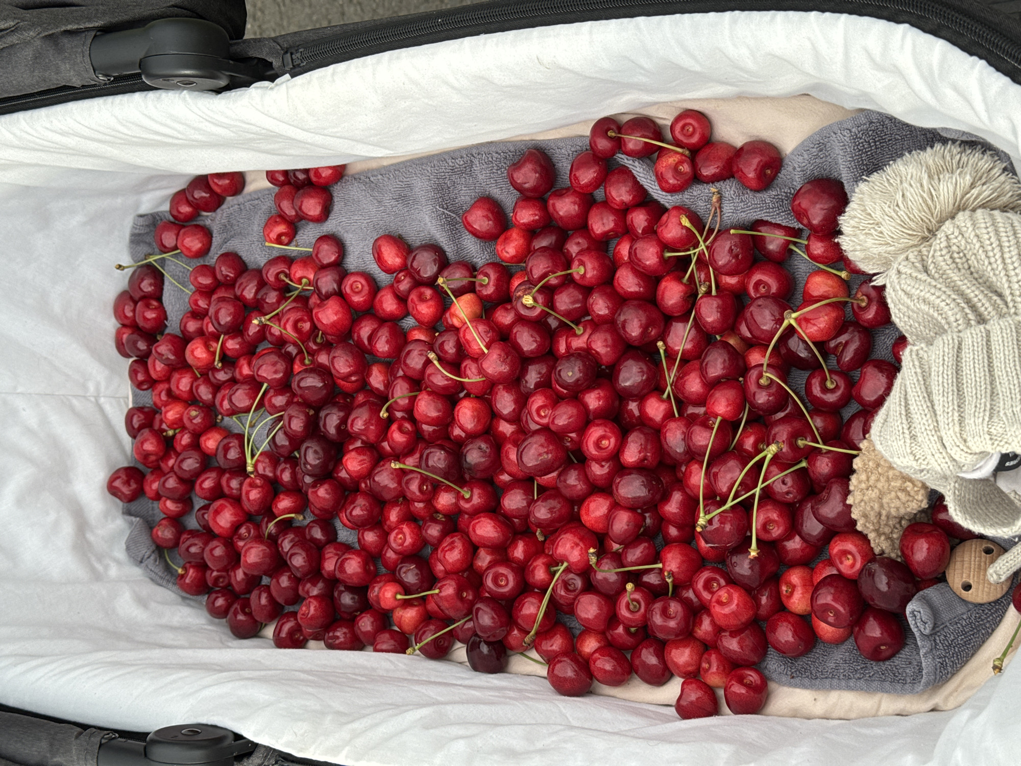 A high-angle shot shows a large pile of dark red cherries in a stroller basket. The cherries are a mix of ripe and slightly underripe, with some still attached to their stems. They are spread across a gray towel that lines the basket. The basket itself is white and appears to be made of fabric. A black zipper is visible on the right side of the basket, along with part of a stroller handle. A knitted object, possibly a hat or toy, is also partially visible in the lower right corner. The lighting suggests it is daytime. The scene is devoid of people.