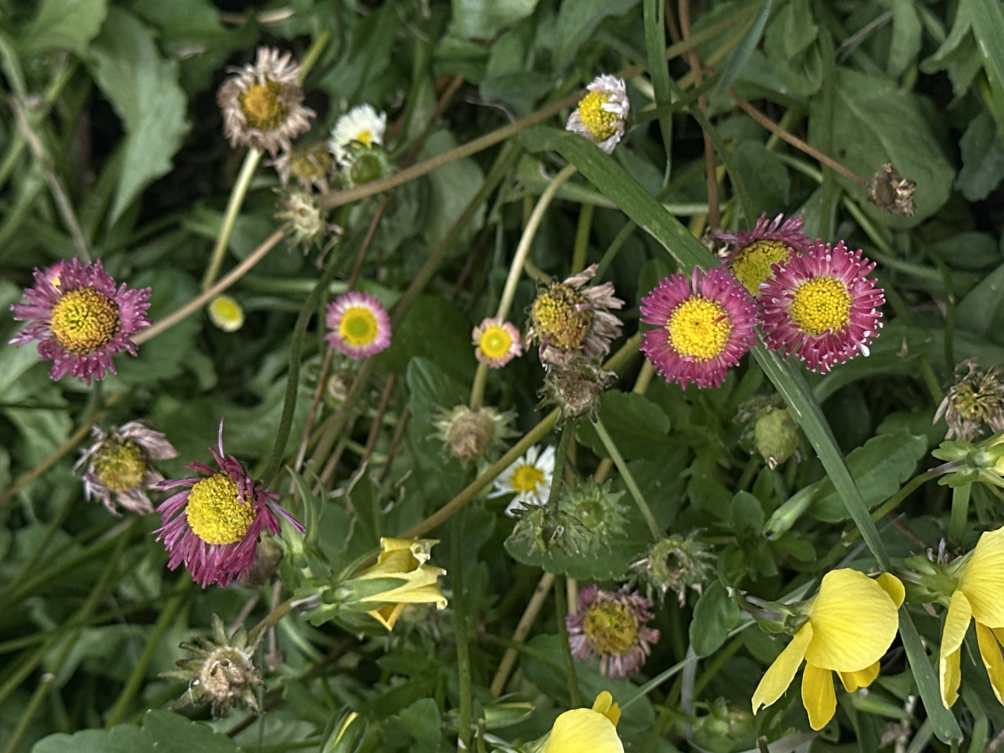 The image depicts a close-up, overhead view of a cluster of small, wild flowers and green foliage. The dominant flower types are small, daisy-like flowers with yellow centers and either pink or white petals. Some of these flowers are in full bloom, while others appear wilted or in seed. There are also several bright yellow, bell-shaped flowers visible, which appear to be a different species. The background consists of dense green leaves and thin stems. The lighting suggests it is daytime, possibly overcast, as there are no strong shadows. The scene is natural, likely a meadow, garden, or park setting. There are no people or any man-made objects visible in the frame. The image does not provide any information about a specific location in Sofia, Bulgaria.