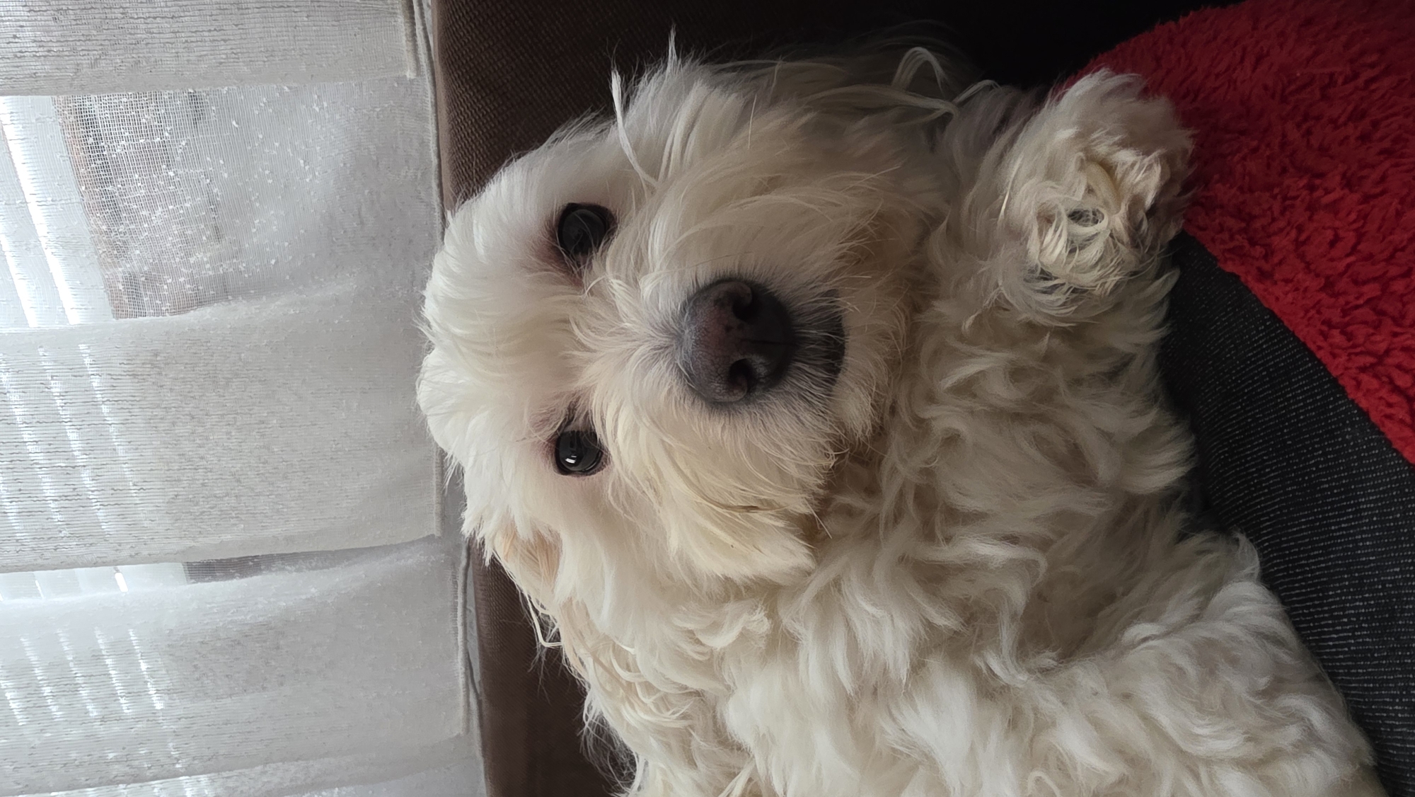The image features a small, fluffy white dog, possibly a Maltese or similar breed, lying down and looking directly at the viewer. The dog occupies the central and right portion of the frame, tilted on its side. Its face is prominent, showcasing dark, expressive eyes and a black nose with some pinkish areas. The dog's fur is long, white, and curly, appearing slightly tousled around its head and body.
The dog is resting on a dark-colored surface, possibly a pet bed or a couch cushion, with a bright red, plush, textured fabric partially visible to its right side, suggesting a cozy sleeping area. To the left of the dog, a window with white, translucent horizontal blinds or sheer curtains filters natural light, indicating an indoor setting during the daytime. The fabric of the blinds shows a slightly coarse texture. One of the dog's front paws, with a visible yellowish claw, is partially seen near the red fabric. The overall impression is one of calm and comfort. There is no visible text in the image. While the location context of Blagoevgrad, Bulgaria is provided, no specific visual cues within the image itself confirm this location.