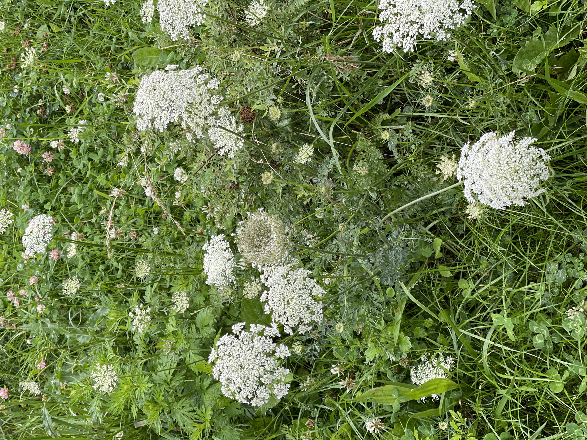 The media file captures an overhead view of a field dense with green grass, clover, and various wildflowers. The prominent subjects are several large, white, umbrella-shaped flower clusters, characteristic of Queen Anne's Lace, interspersed with smaller white and pink blossoms, likely clover. The foliage is lush and appears slightly damp, suggesting recent rain or dew.
The scene is a natural outdoor setting, likely a meadow or a wild garden. The lighting suggests it could be daytime, with soft, diffused light, perhaps indicating an overcast sky or early morning/late afternoon. There are no people or animals visible, and the focus is entirely on the flora. The presence of clover suggests a temperate climate.
Notable details include the intricate structure of the white flower heads, with their delicate, tiny florets forming a flat-topped or slightly domed umbel. Some of the plants are in full bloom, while others appear to be in earlier stages of development or have gone to seed, with one distinct seed head visible. The overall impression is one of natural abundance and wild beauty.
There is no visible text in the media file. The location context of Zelenogradsk, Russia, places this scene within a Baltic coastal region known for its natural landscapes.