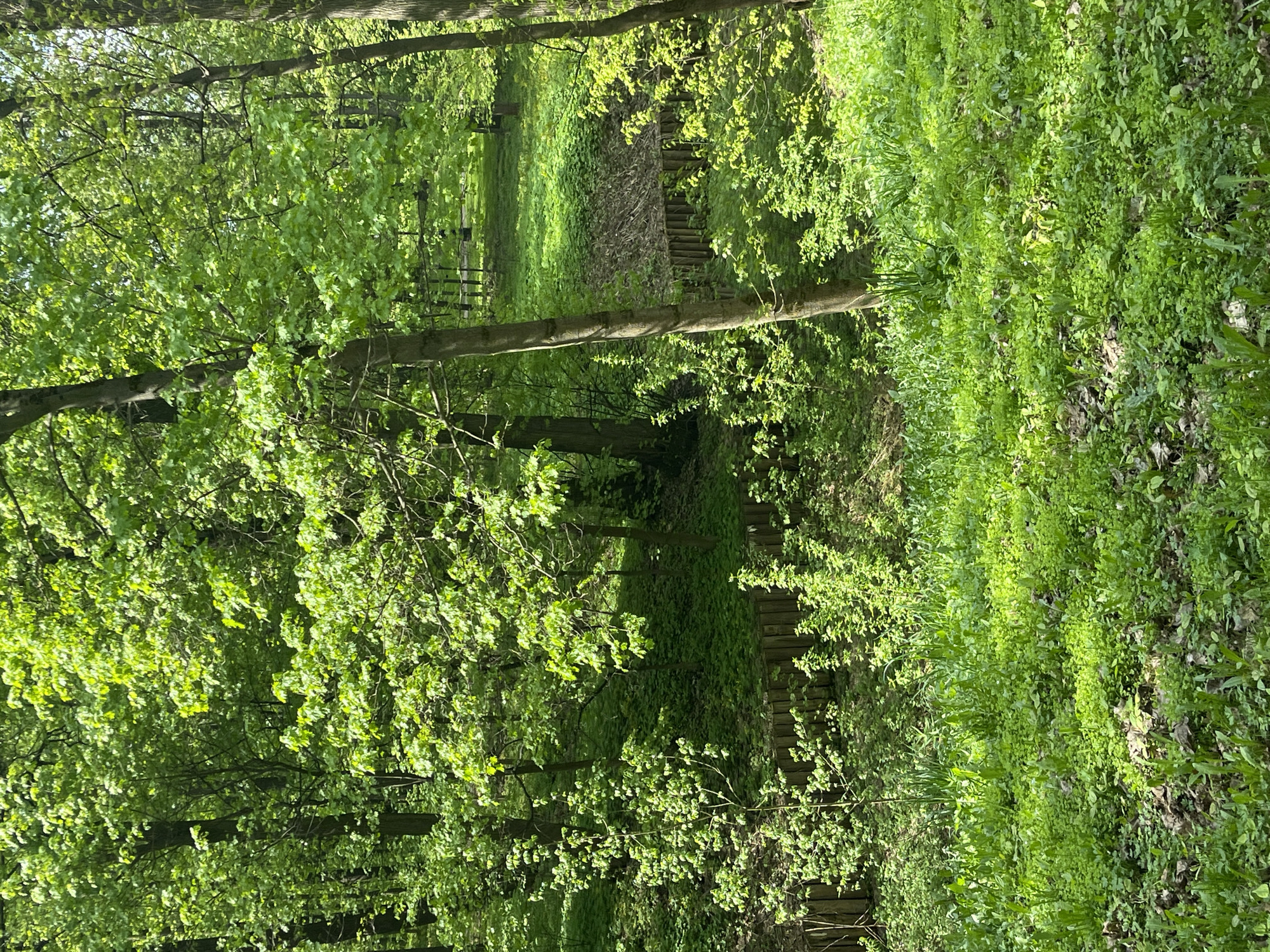The image shows a forested area with lush green vegetation. A path leads into the distance, with wooden retaining walls on either side. The trees are full of leaves, suggesting springtime. The light is bright, with sunlight filtering through the trees. It is not possible to determine the exact location in Moscow, Russia, or any specific people, subjects, objects, actions or interactions from the image.