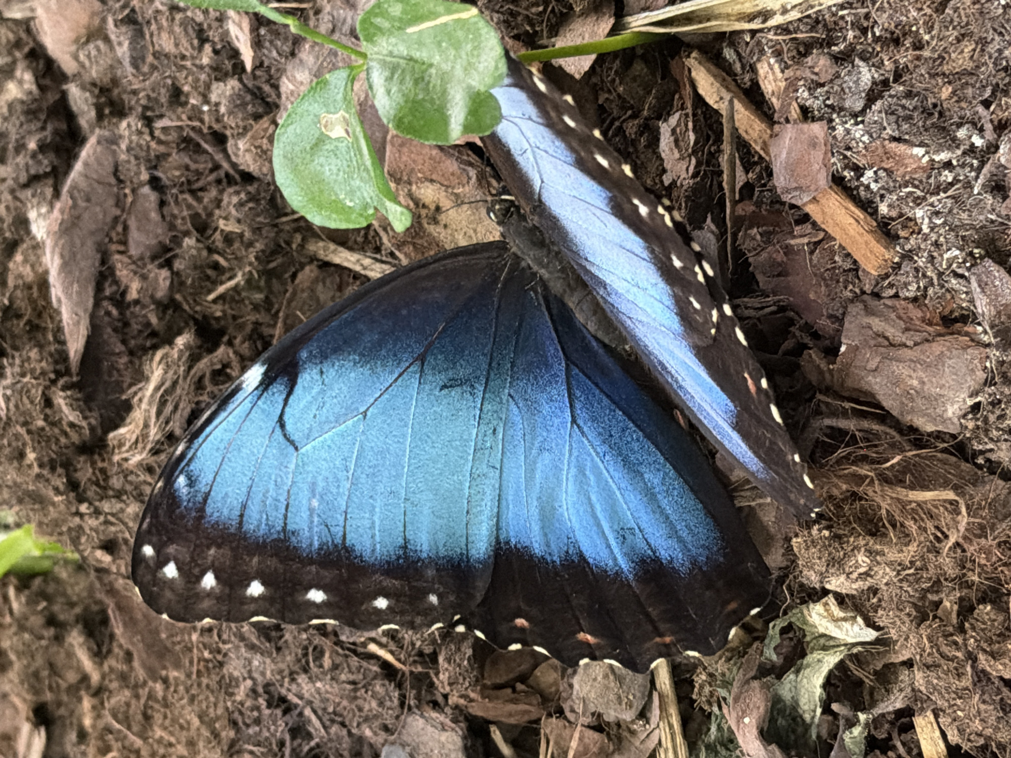 The image displays a close-up view of a vibrant blue Morpho butterfly resting on a bed of dark, earthy ground cover, likely mulch or soil. The butterfly's wings are partially open, revealing the iridescent blue coloration of the upper wings bordered by black and dotted with small white spots. The lower wings, also visible, display a similar pattern. A small green plant with two leaves is positioned to the right of the butterfly, partially obscuring the ground. The surrounding environment consists of rough, textured brown organic material, possibly bark chips and dried leaves, interspersed with small pebbles and soil. The lighting suggests an outdoor setting, possibly a garden or a natural habitat. The scene is devoid of any human presence or identifiable landmarks within the city of Plovdiv, Bulgaria.
