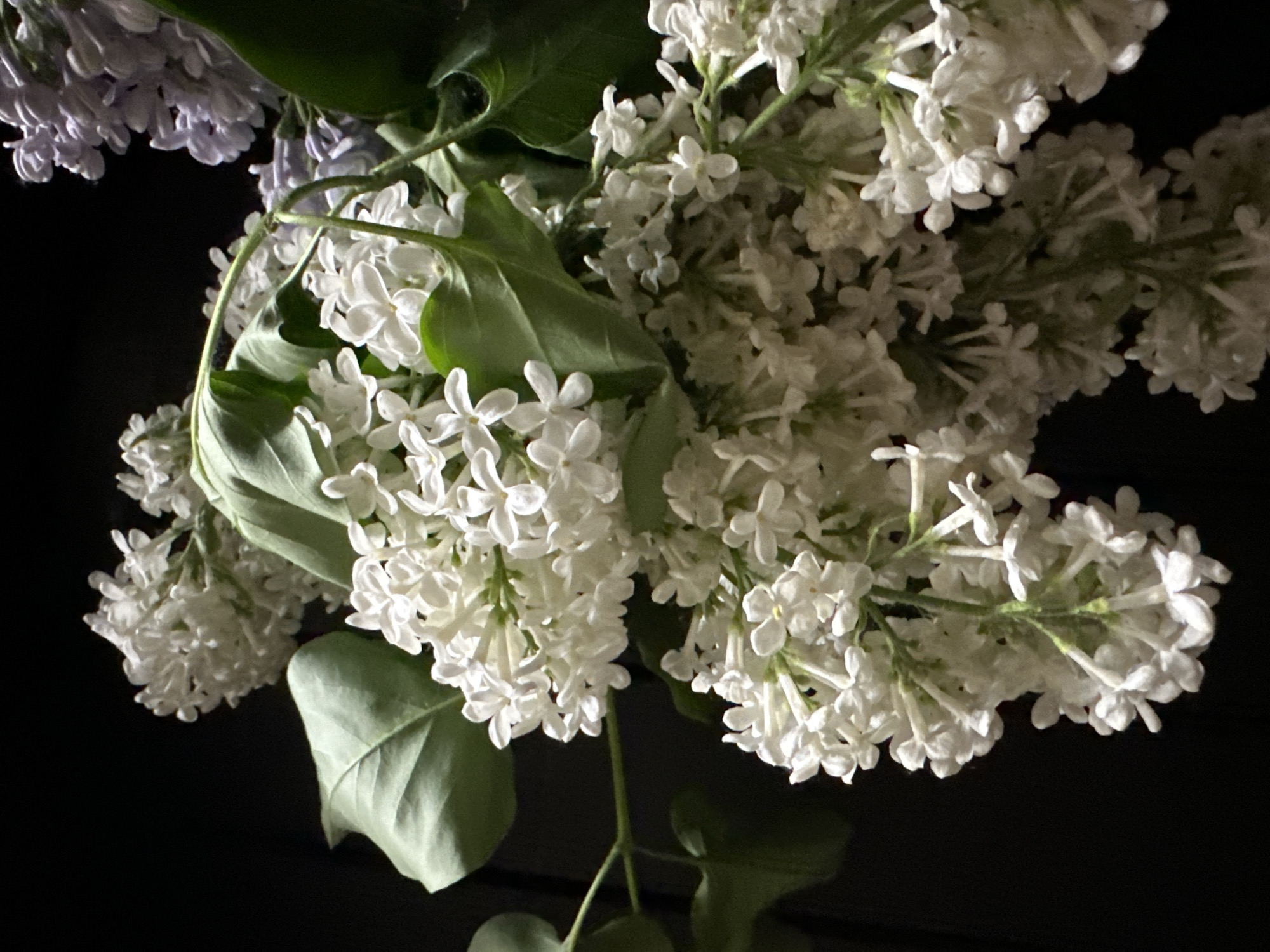 The image depicts a close-up of a bouquet of lilacs against a dark background. The lilacs are primarily white, with a few hints of light purple in the upper left corner. The flowers are clustered in dense bunches with green leaves interspersed throughout. The lighting is somewhat dim, with highlights on some of the petals and leaves, creating shadows across the rest of the image. There is no evidence to place the image in Nizhny Novgorod, Russia.