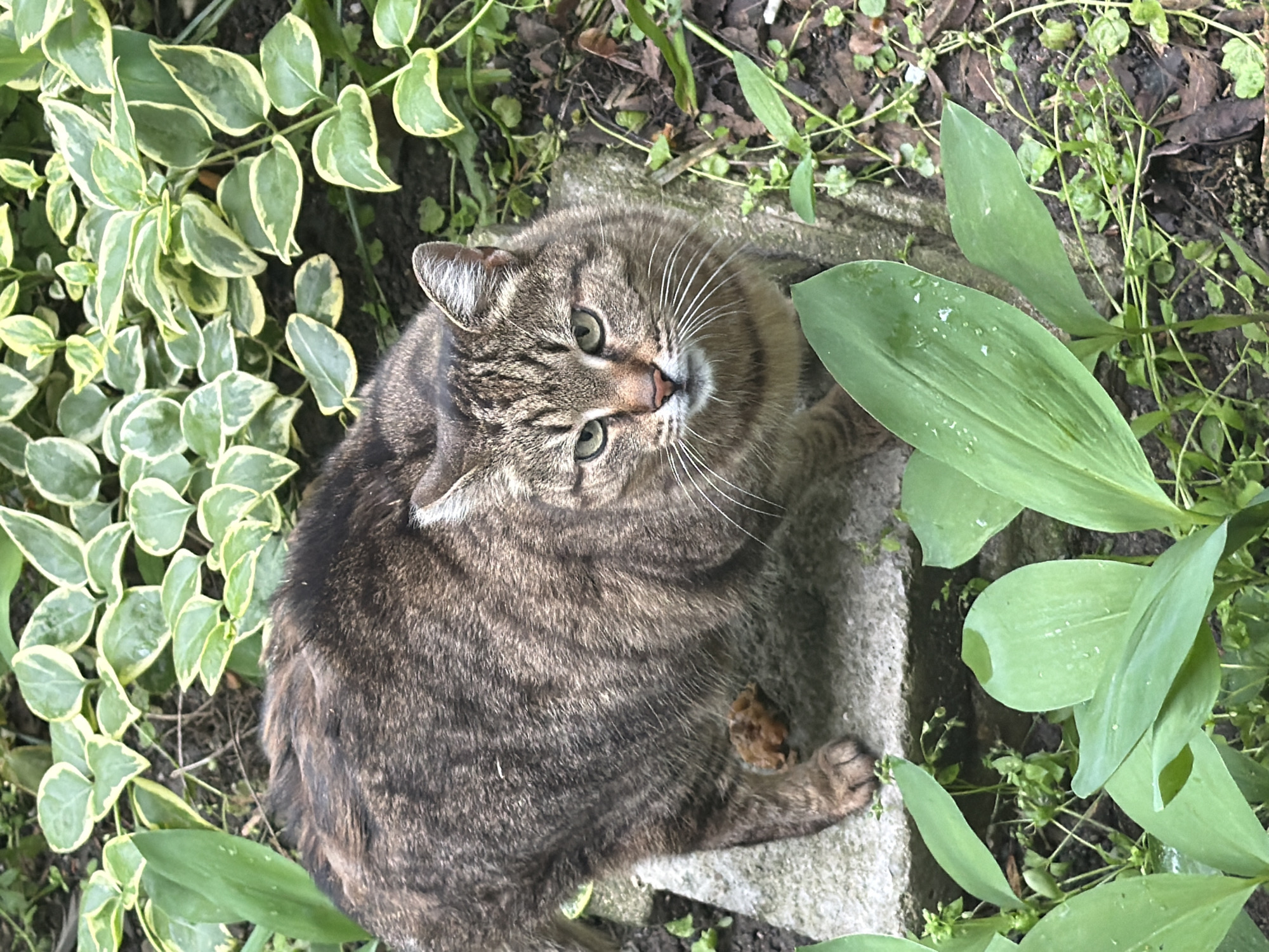 A medium-sized, brown tabby cat with green eyes sits amidst greenery on what appears to be a stone structure. The surrounding foliage includes lily of the valley plants and variegated ground cover. The location is undetermined, it is unclear where this photo was taken in Plovdiv, Bulgaria. There are no visible people, actions, or interactions.