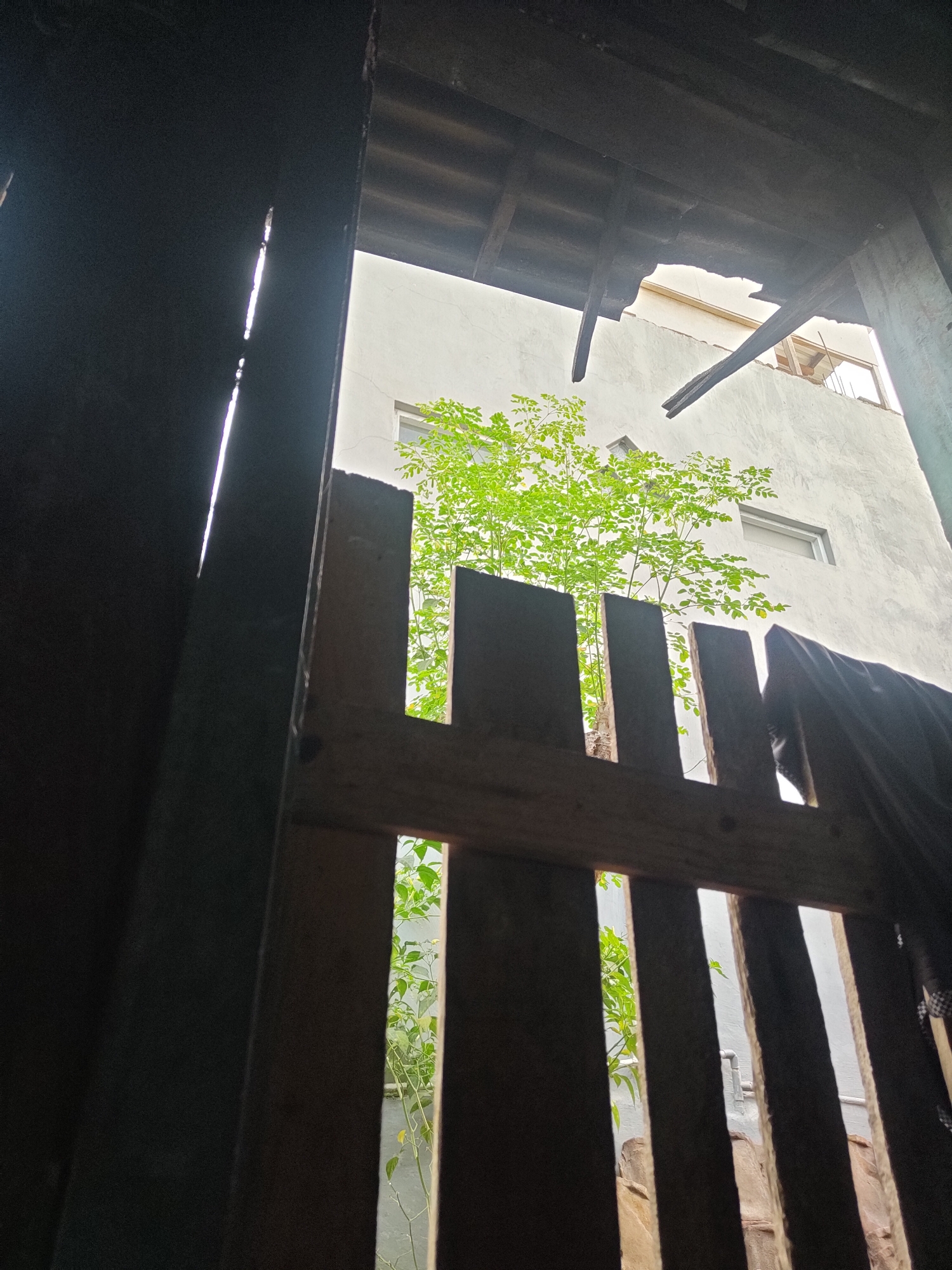 The image is a low-angle, outdoor shot looking up and through a rustic wooden gate or fence. The gate is constructed from rough-hewn planks, some of which appear aged and weathered. Through the gaps in the gate, a vibrant green tree with lush foliage is visible, its branches reaching upwards. Behind the tree, a light-colored building with at least two windows is seen. The building appears to be made of concrete or stucco. The roof structure above the gate is visible, showing wooden beams and possibly corrugated material, with some sections appearing damaged or incomplete, allowing light to stream through. The overall impression is one of a slightly dilapidated but naturalistic scene, possibly in a back alley or courtyard.