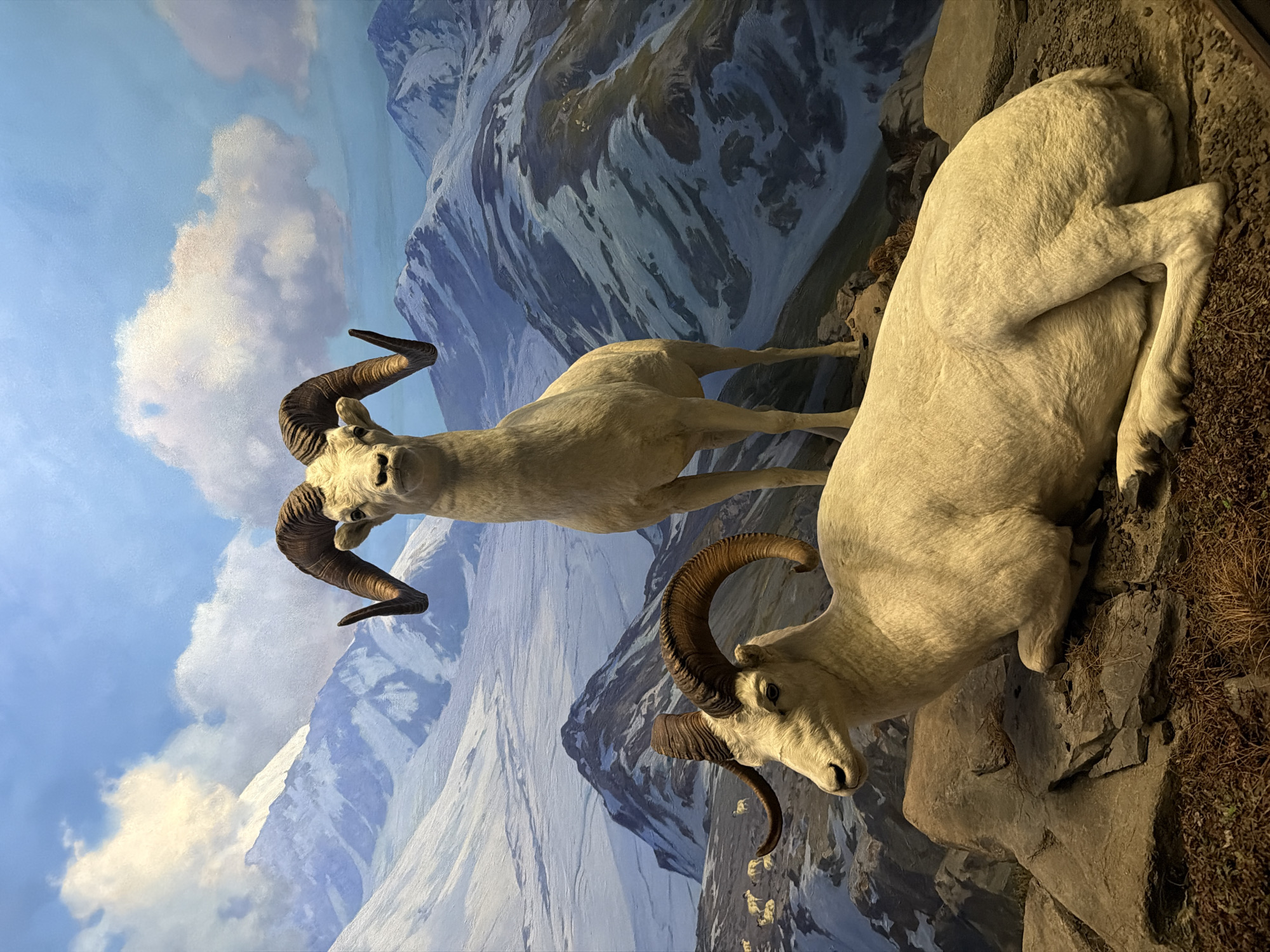 This is a taxidermied diorama of two bighorn sheep set against a painted backdrop of a mountainous, snowy landscape. The sheep are positioned on rocky terrain. One sheep is lying down on the right foreground, its head turned to the left. The other sheep is standing behind and to the left of the resting sheep, facing forward with its head slightly tilted. The backdrop depicts snow-capped mountains under a blue sky with white clouds. The scene is an exhibit, likely in a museum.