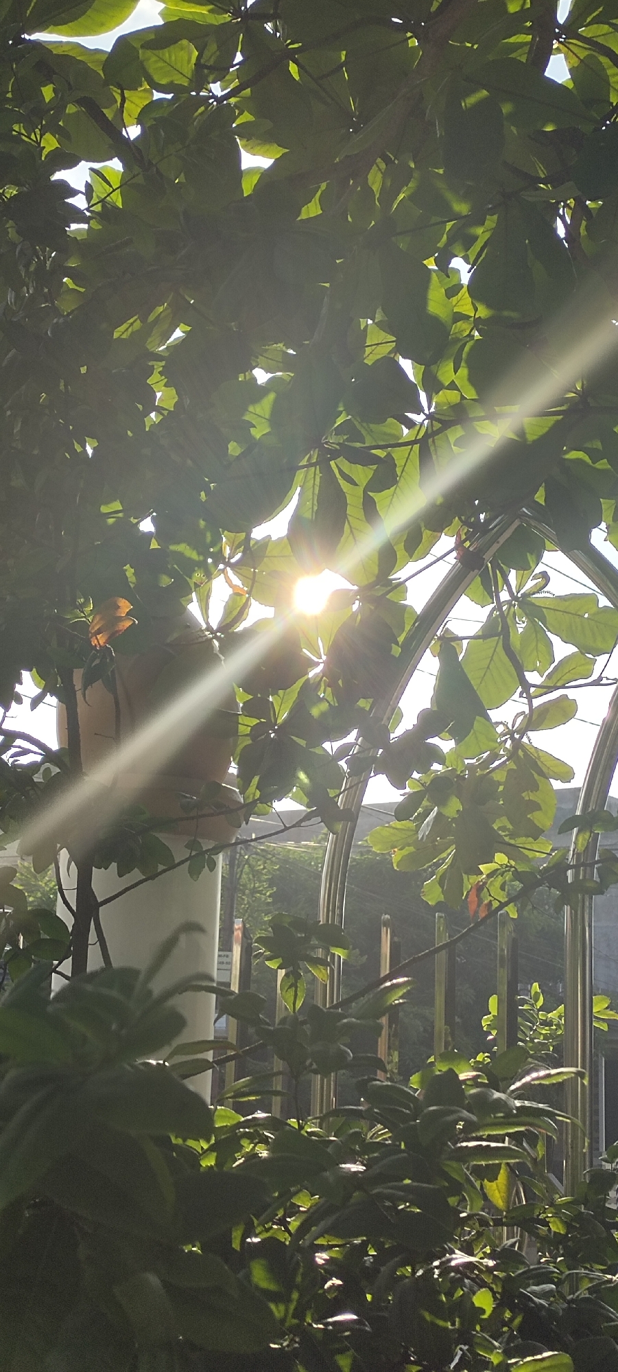 The image shows a sunlit scene of foliage, possibly within the city of Lhokseumawe, Indonesia. The bright sun is partially obscured by the leaves of a tree or shrub, causing a strong glare and visible light rays. A metal fence or gate with curved rails is partially visible behind the foliage. A white pillar or post is also present. The foreground consists of additional leaves and branches, some in shadow. The overall environment appears to be outdoors during a sunny day.
