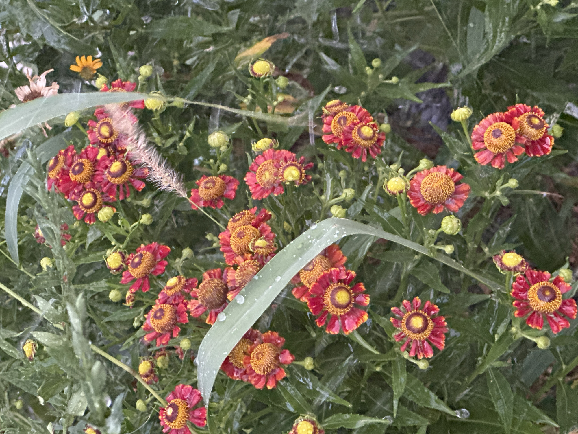 A medium shot captures a dense cluster of Helenium flowers, commonly known as Sneezeweed, in full bloom. The flowers display a striking combination of deep red petals with yellow tips and prominent orange-brown centers. Many of the flowers are still in bud form, appearing as small, lime-green spheres. The foliage is a lush, deep green, with numerous leaves appearing wet, suggesting recent rainfall. A single, long, light green grass blade diagonally bisects the frame, also adorned with water droplets. In the background, a few more Helenium flowers, some appearing dried and faded, and a single small yellow daisy are visible. The overall impression is that of a vibrant and slightly damp floral display.