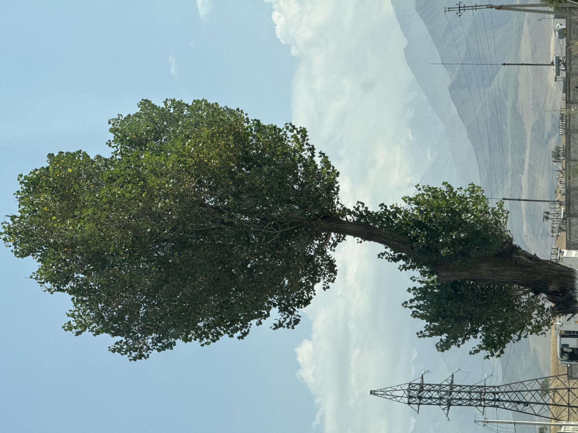 In Tash-Moinok, Kyrgyzstan, a large, mature tree with a distinctly curved trunk dominates the foreground. Its canopy is full and leafy, casting shadows. To the left of the tree, a tall, lattice-style electrical pylon stands, its metal structure clearly visible against the sky. In the middle ground, a concrete barrier runs horizontally, with various electrical transformers and equipment visible behind it. Further in the background, rolling hills and distant, hazy mountains form the landscape under a pale blue sky with scattered white clouds. The scene appears to be an open, somewhat industrial or semi-rural area.
