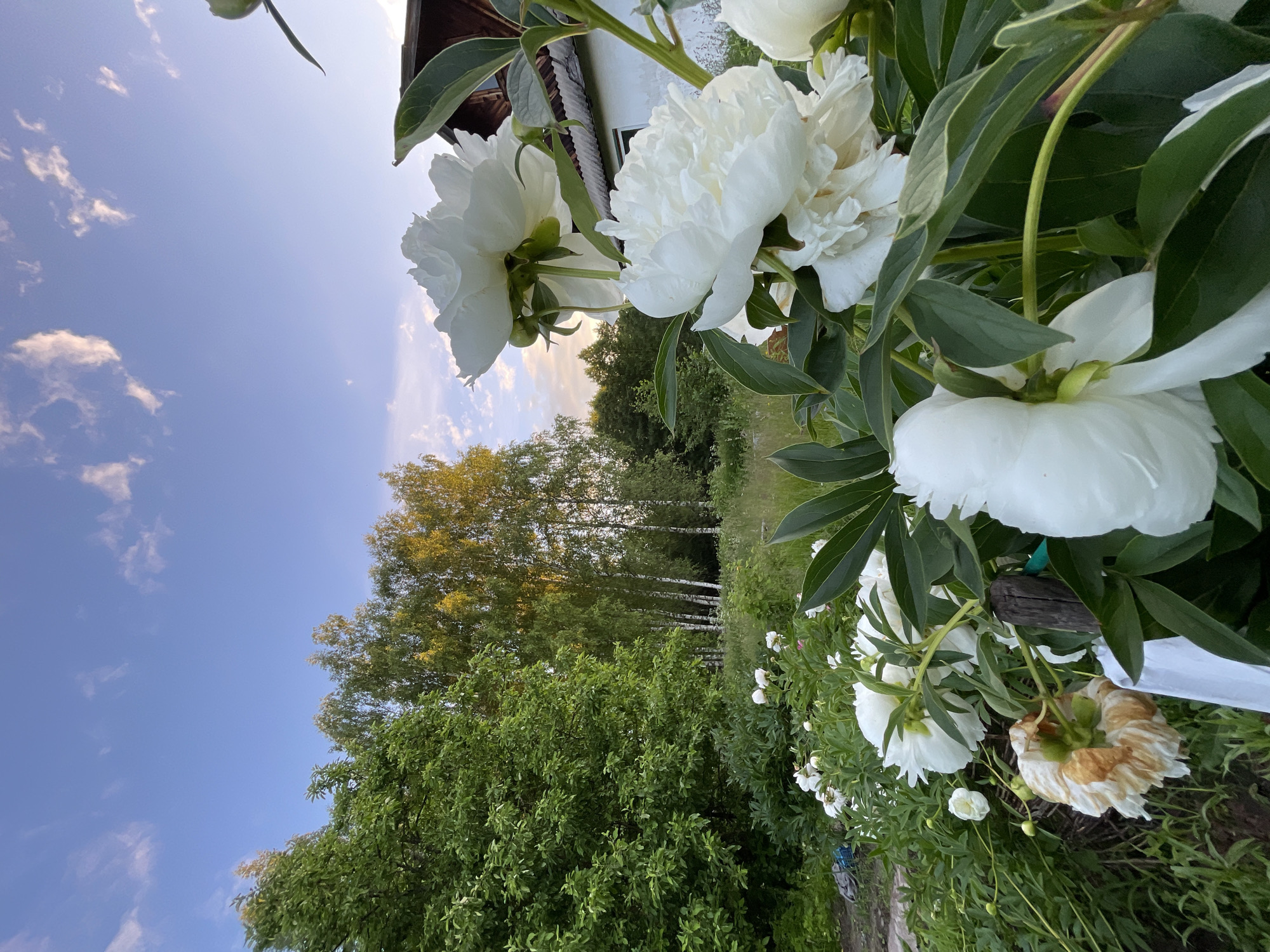 In the city of Zarechny, Russia, a close-up shot captures a cluster of white peonies in the foreground, some fully bloomed and others in bud, with deep green foliage. One wilted peony with brown and tan petals is visible on the left. A rustic wooden post with a green tie is partially obscuring the flowers. In the mid-ground, a line of birch trees with golden-tinged leaves stand against a backdrop of green grass and vegetation. A white building with a dark roof is situated to the right of the trees. The sky above is a clear blue with wispy white clouds, illuminated by the soft light of what appears to be either sunrise or sunset. The overall scene depicts a serene garden setting with a residential building nearby.