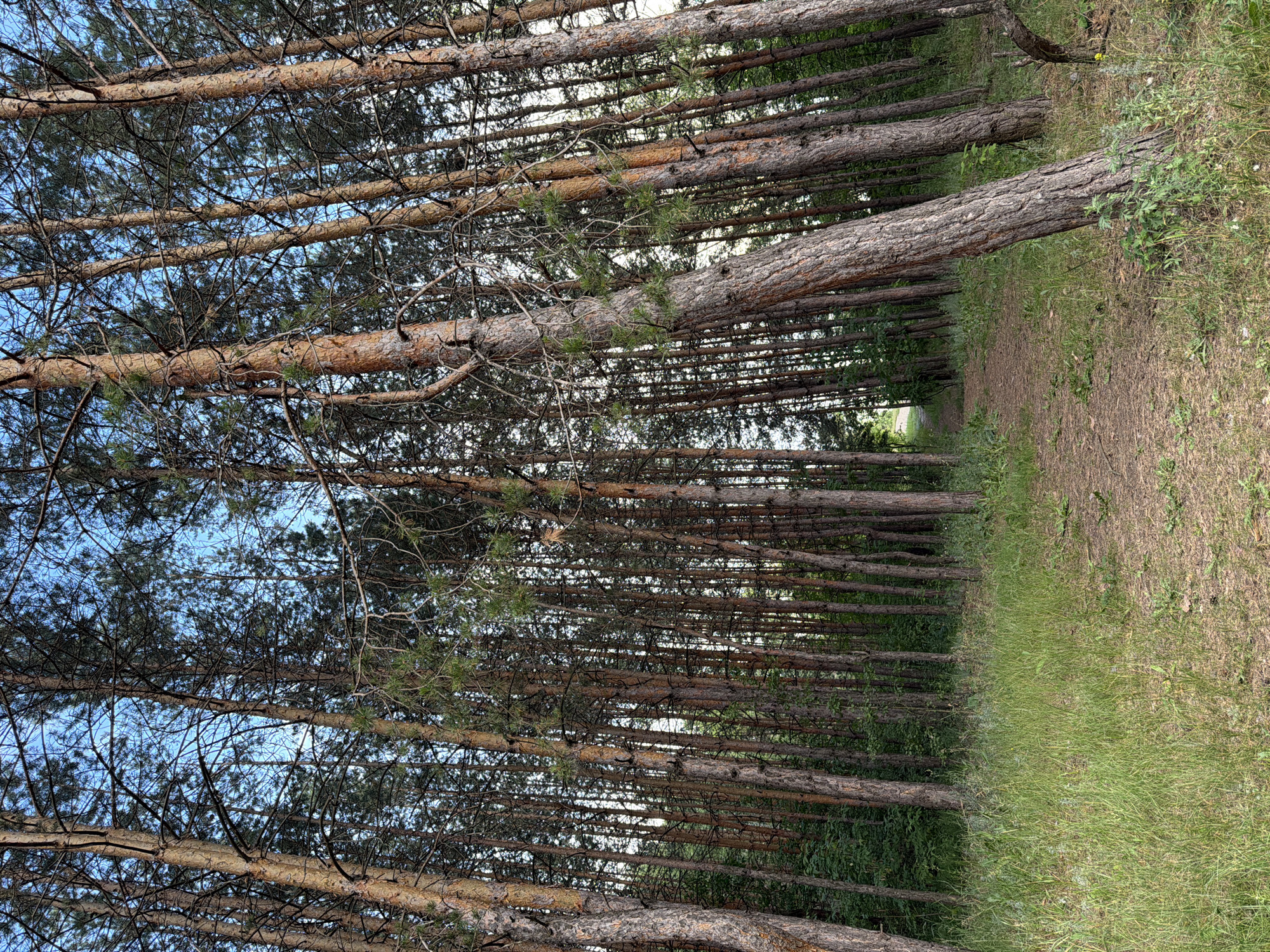 A dirt path leads into a dense forest of tall pine trees. The ground is covered in pine needles and grass. The sky is visible through the canopy of trees. The scene appears to be in the city of Volzhskiy, Russia.